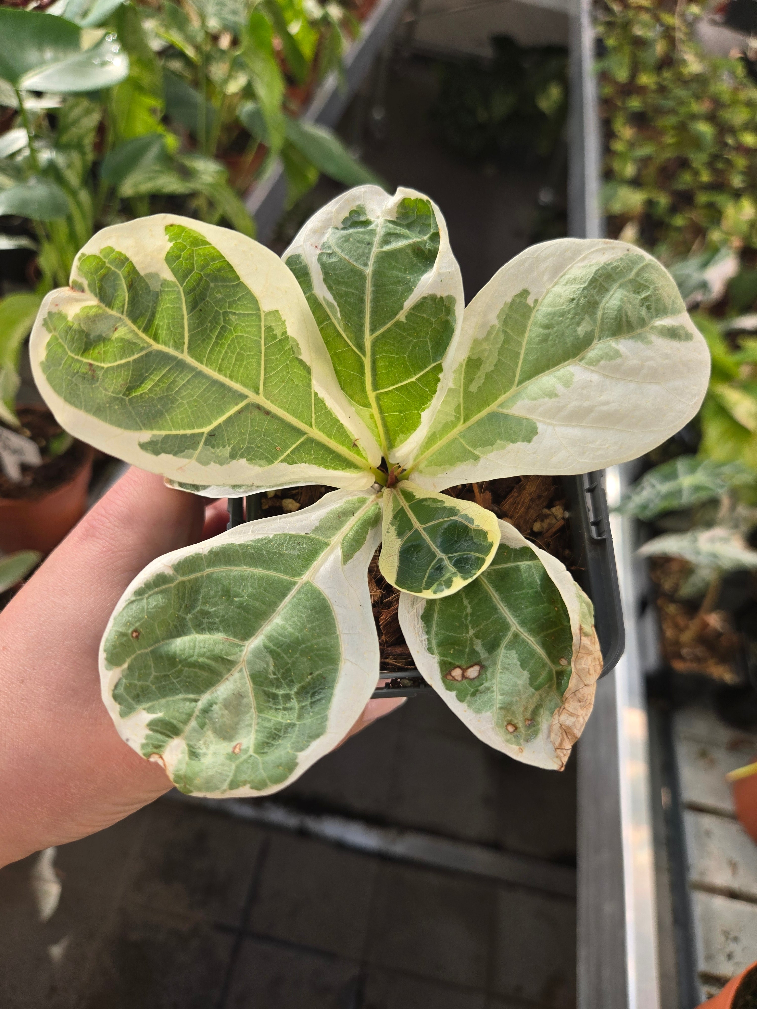 Ficus lyrata Variegata