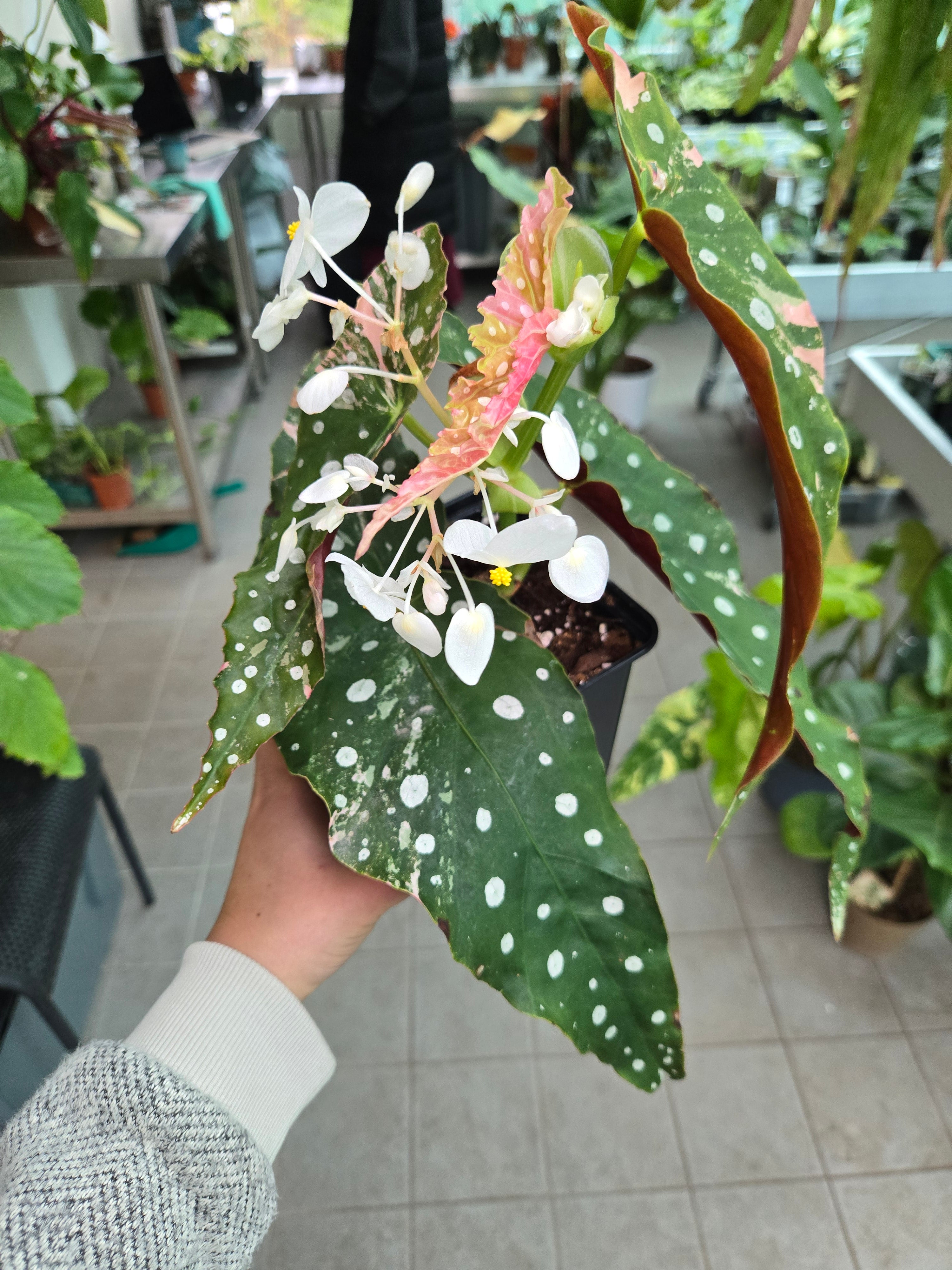 Begonia Maculata Pink Mutterpflanze