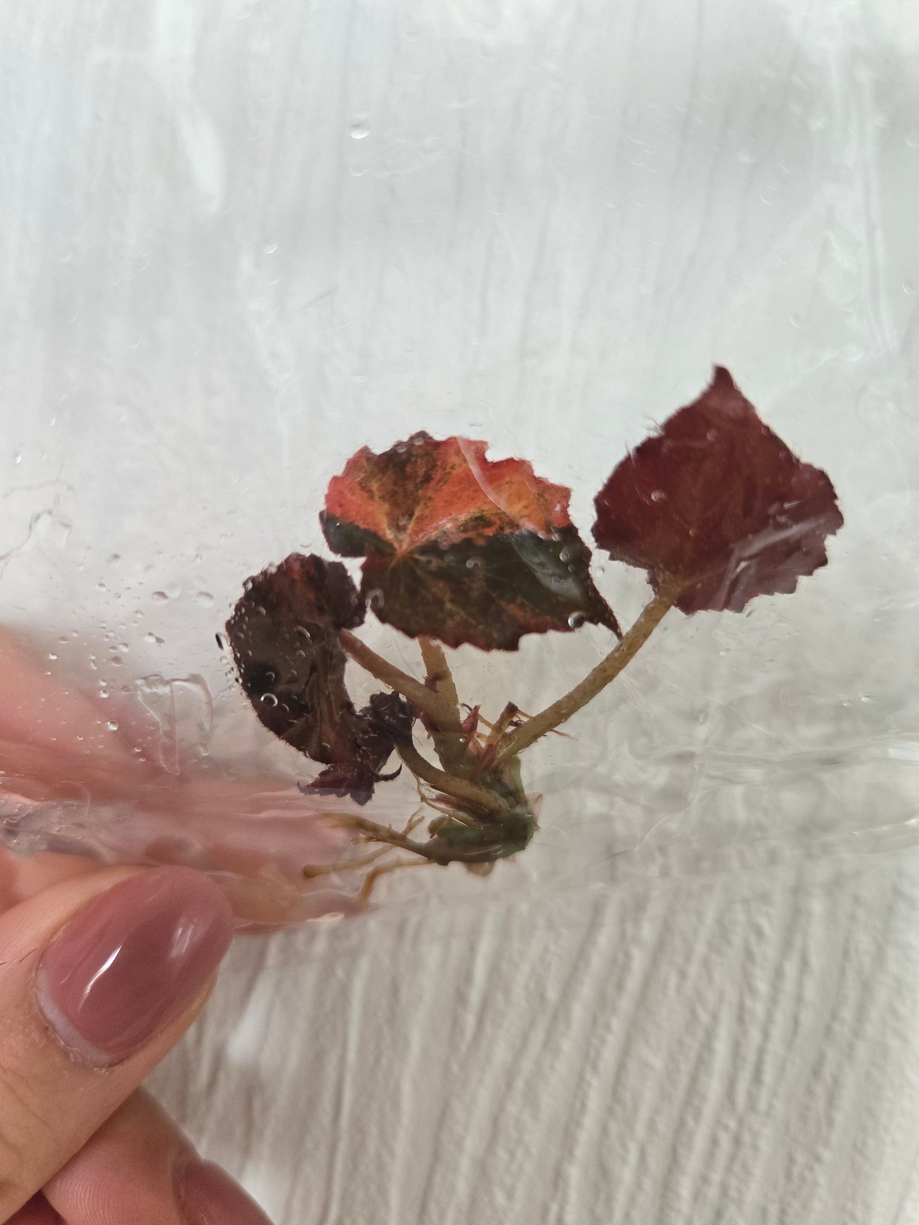 Begonia Pink Rouge Variegata - TC