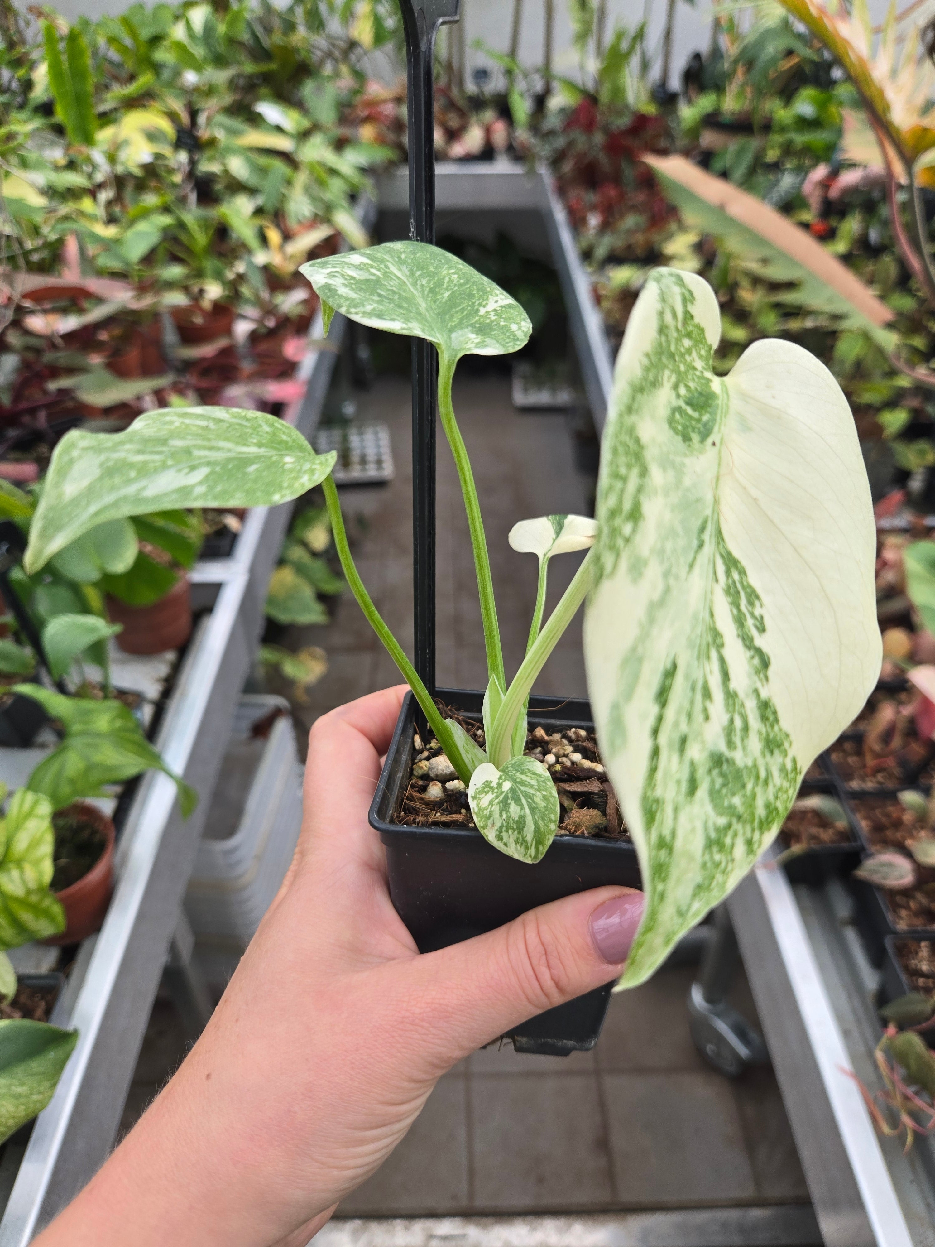 Monstera Cream Cheese
