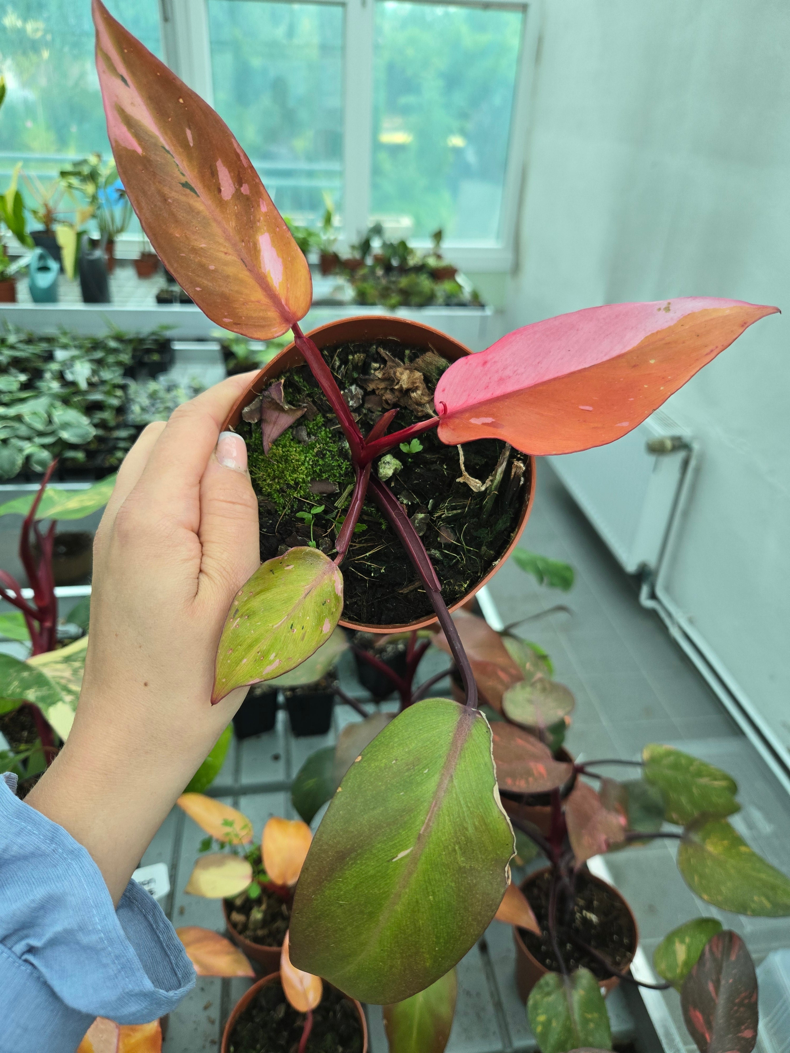 Philodendron Persimmon Pink Princess