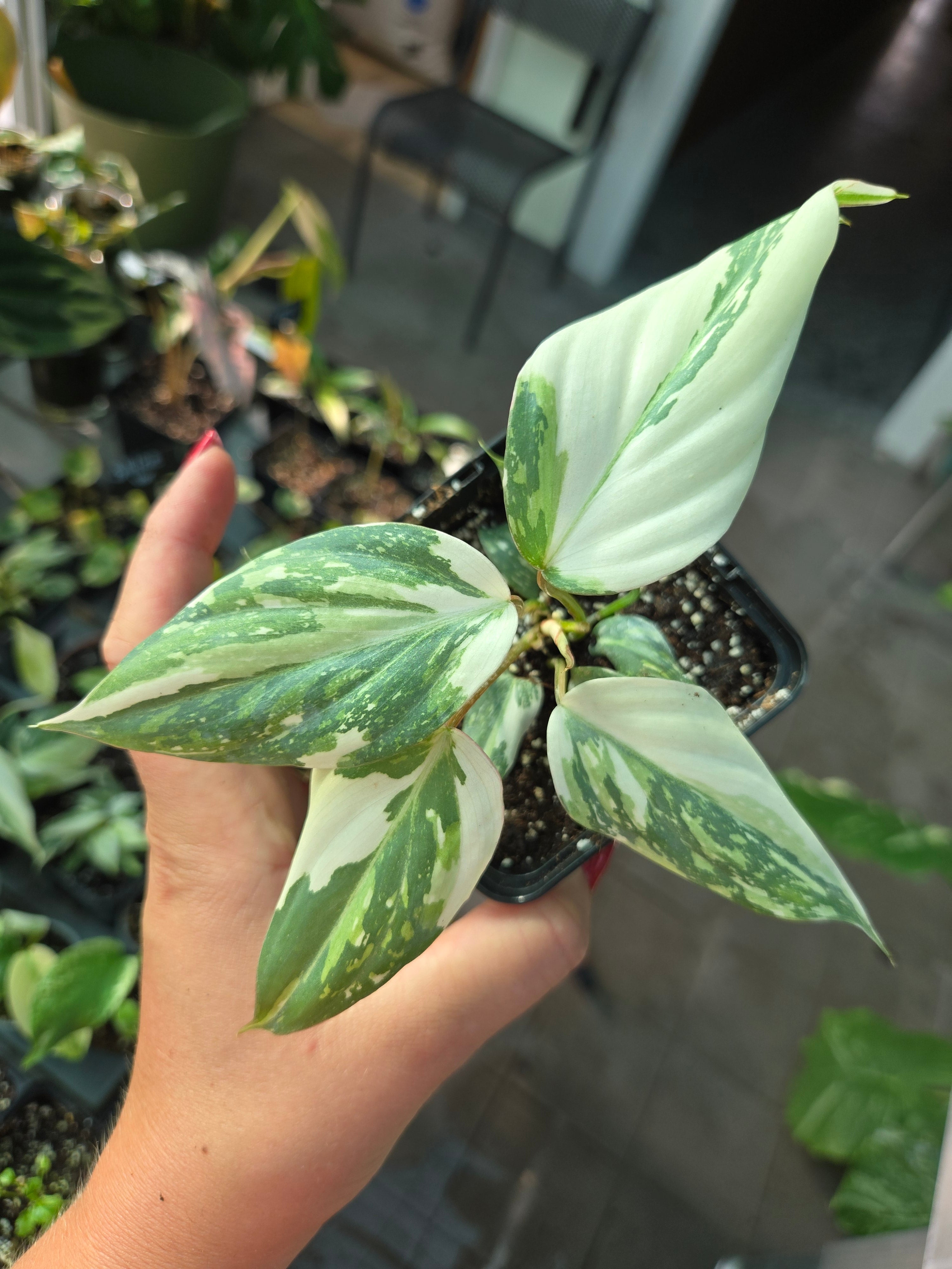 Philodendron Gloriosum Tricolor