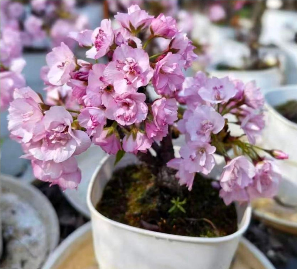 Mini Asahiyama Sakura (Kirschblüten Bonsai) -TC