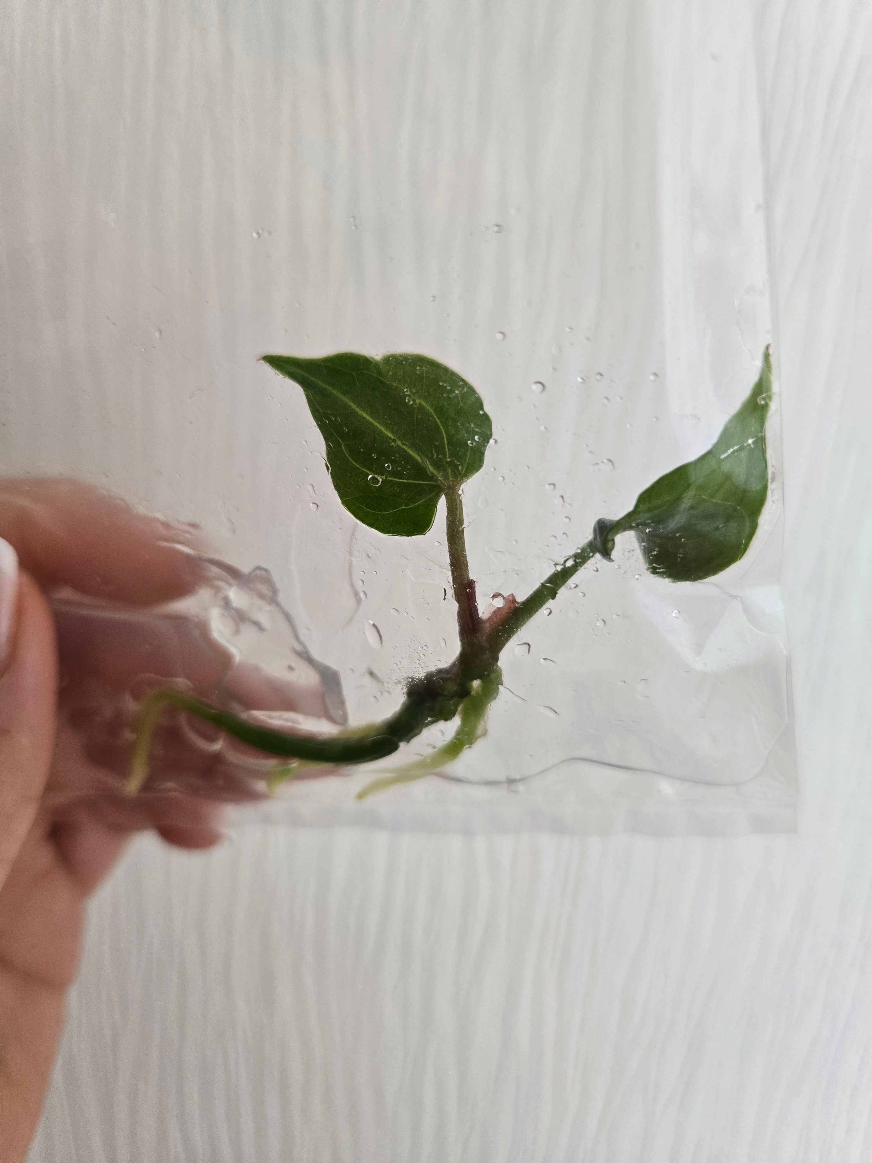 Anthurium Butterfly leaf KOS - TC