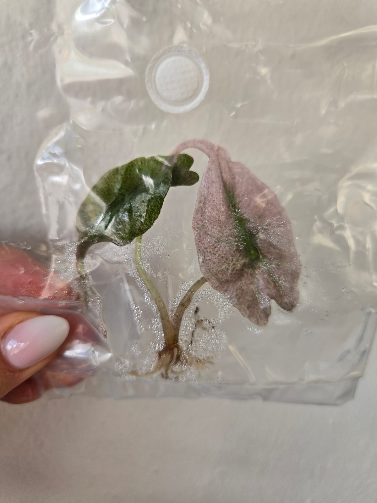 Alocasia Venom Pink Mint Variegated - TC