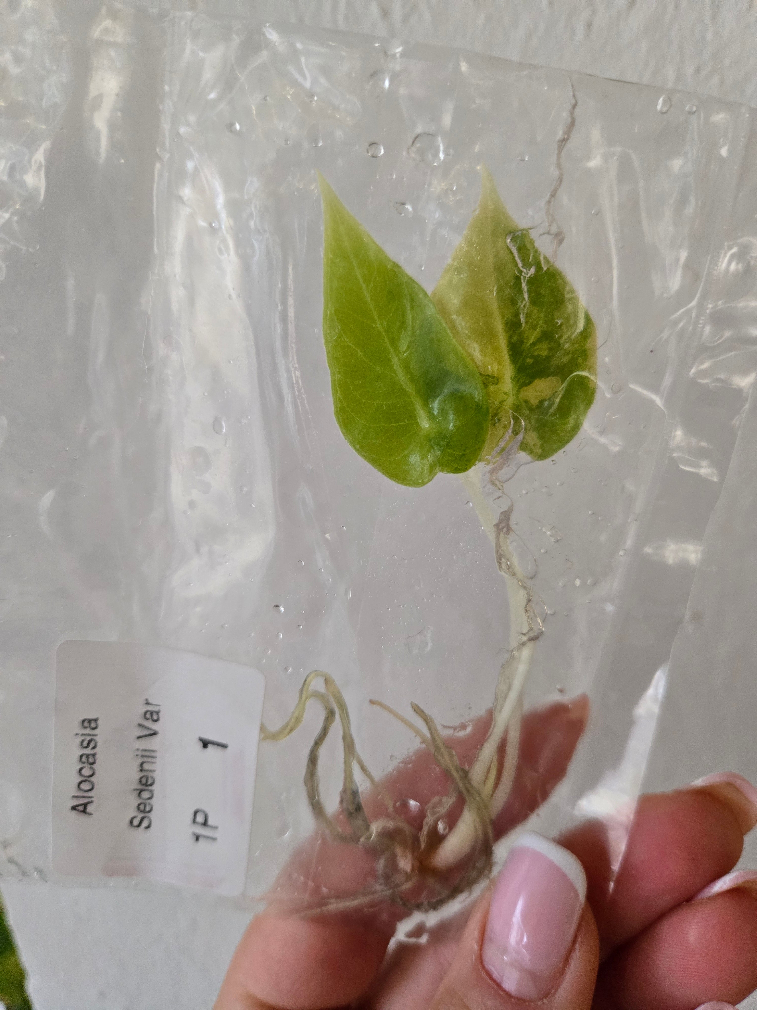 Alocasia Sedenii Aurea Pink - Tissue Culture - TC