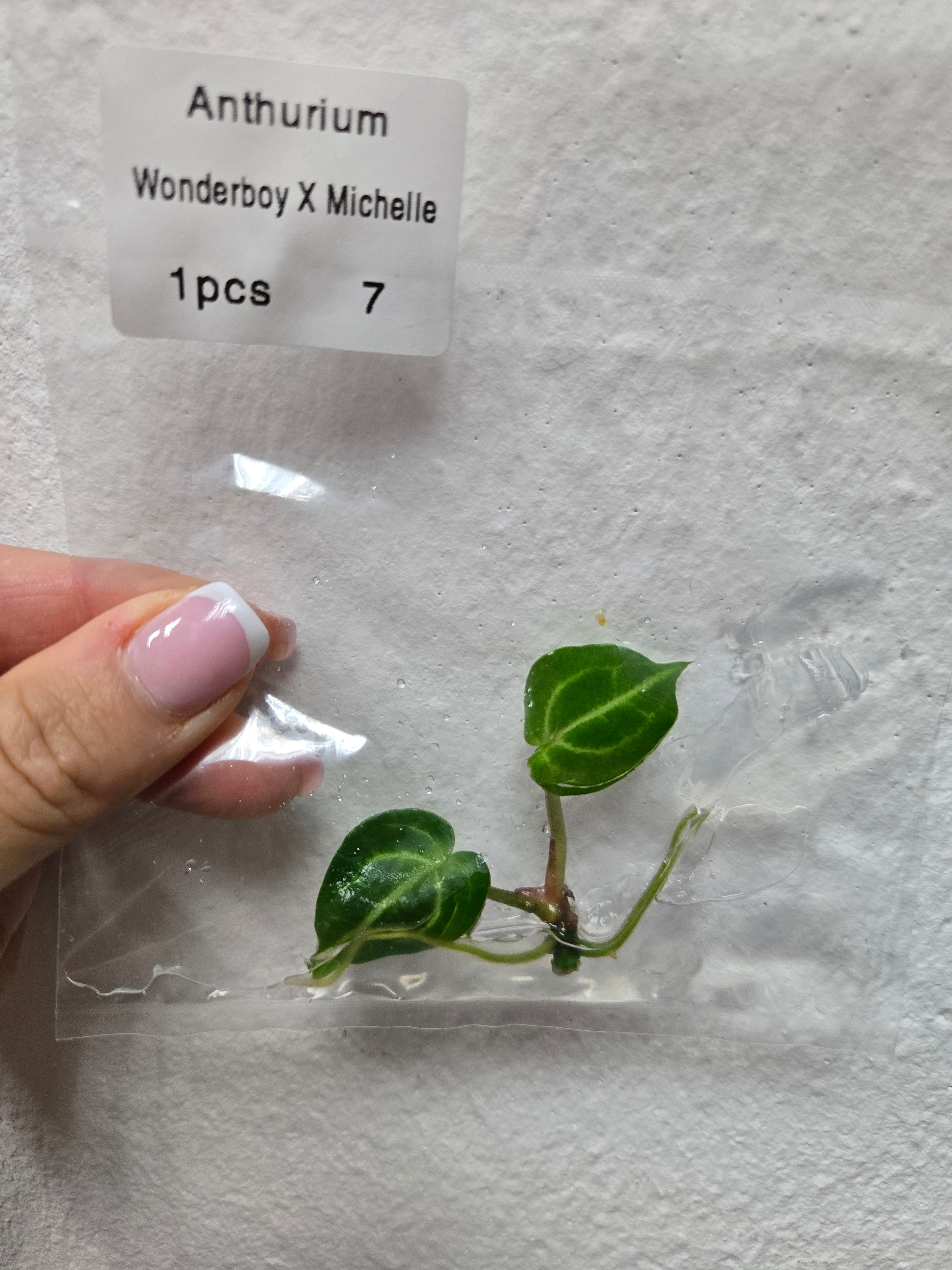 Anthurium Wonderboy x Michelle - TC - Tissue Culture – MG Plants