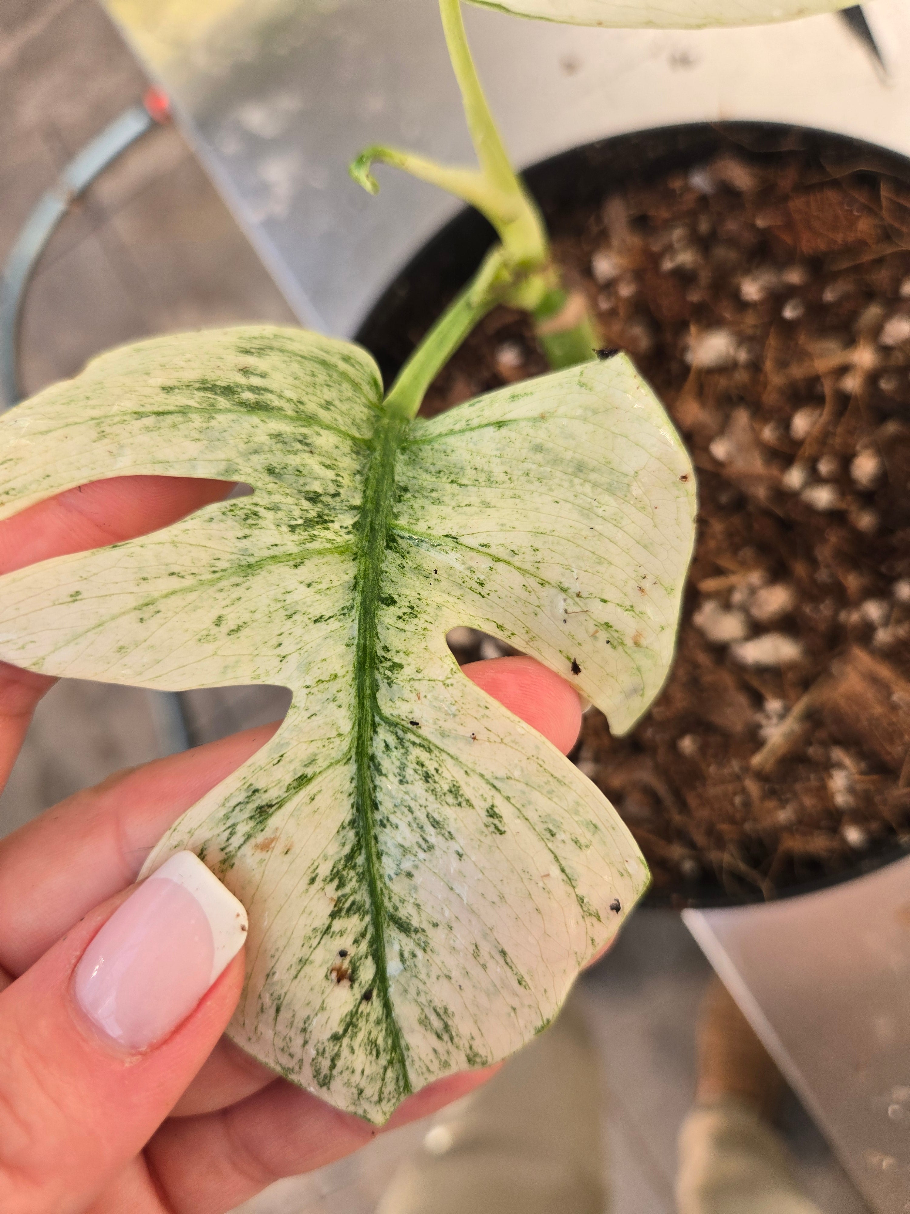 Monstera Fullmint