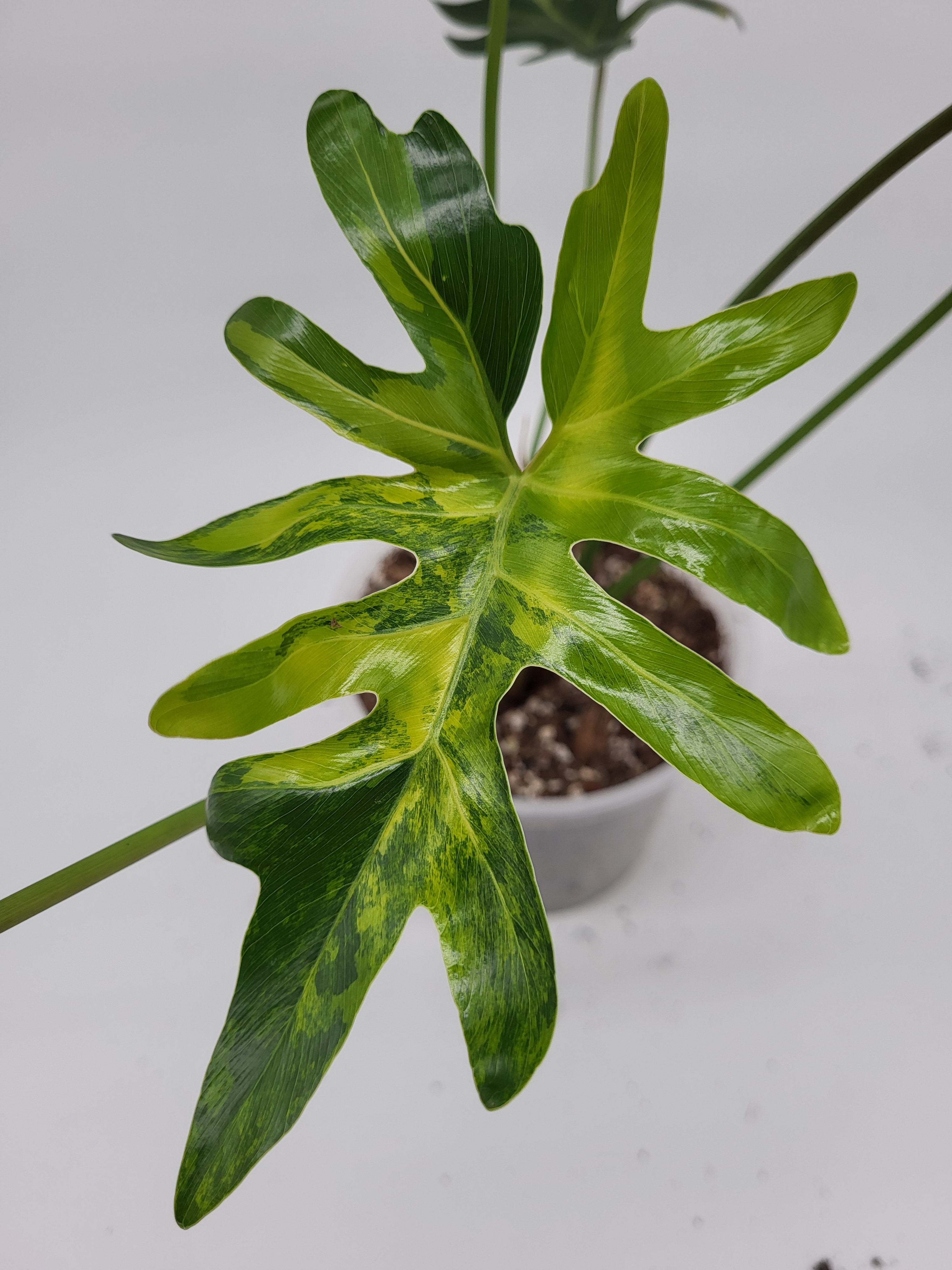 Thaumatophyllum Java Beauty Variegata