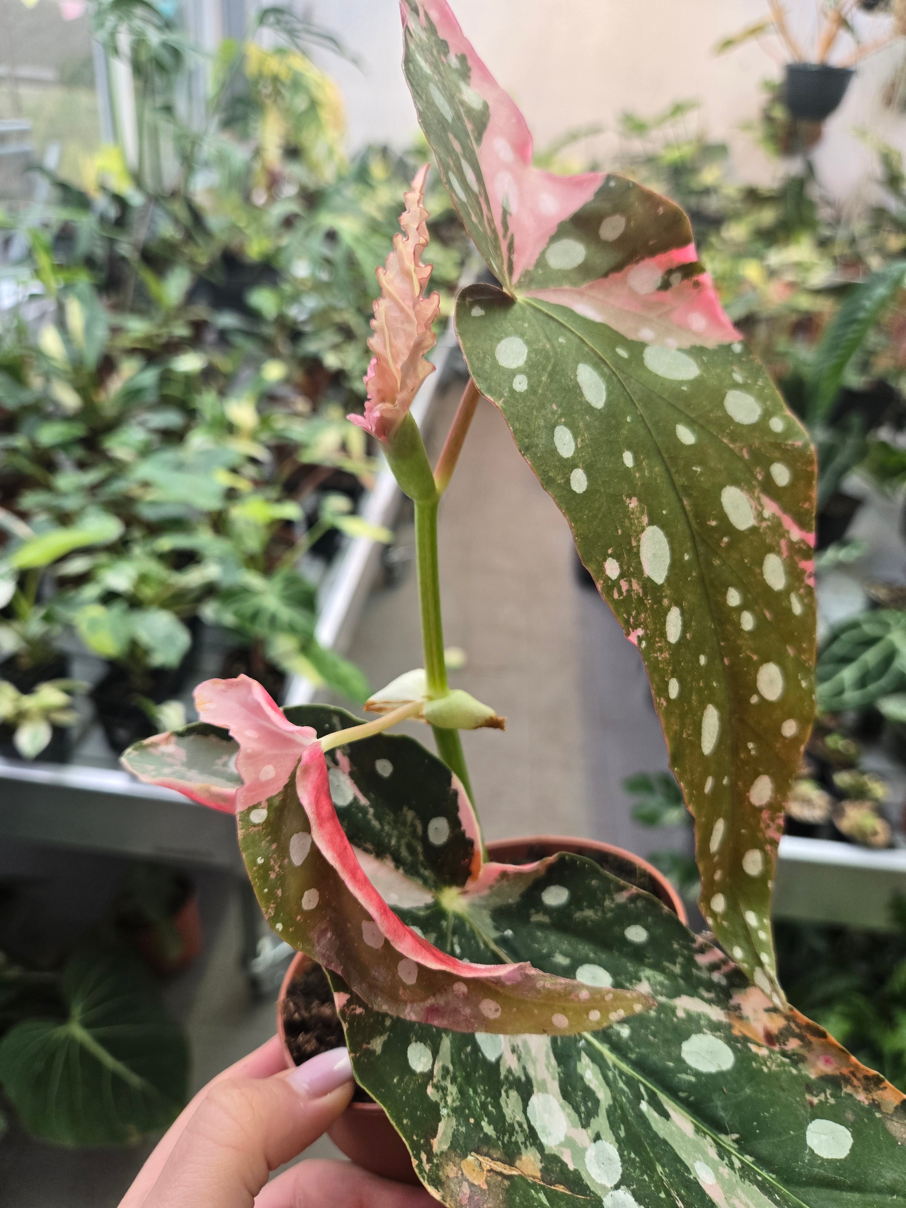 Black Friday Deal Begonia Maculata Pink