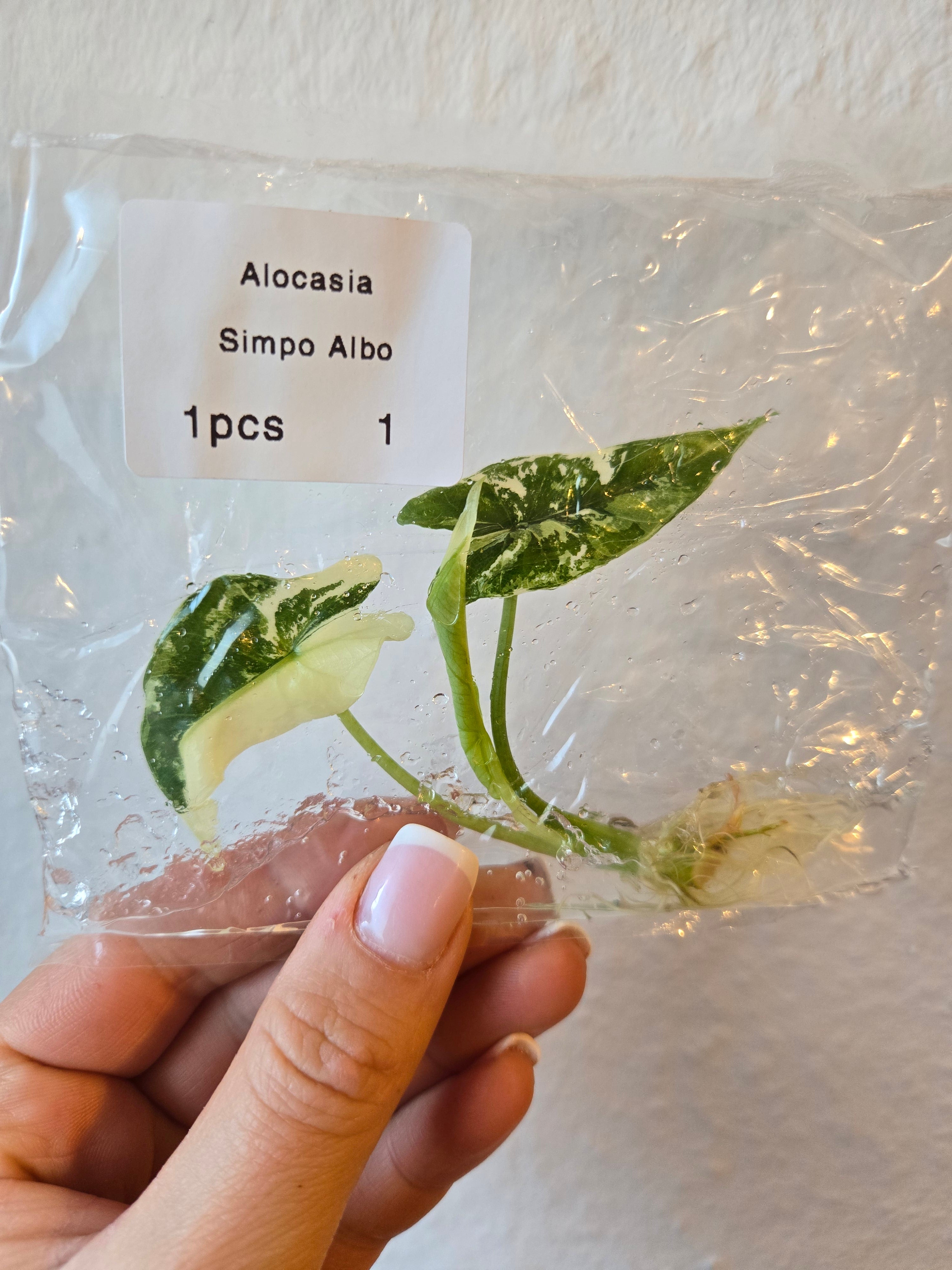 Alocasia Simpo Albo