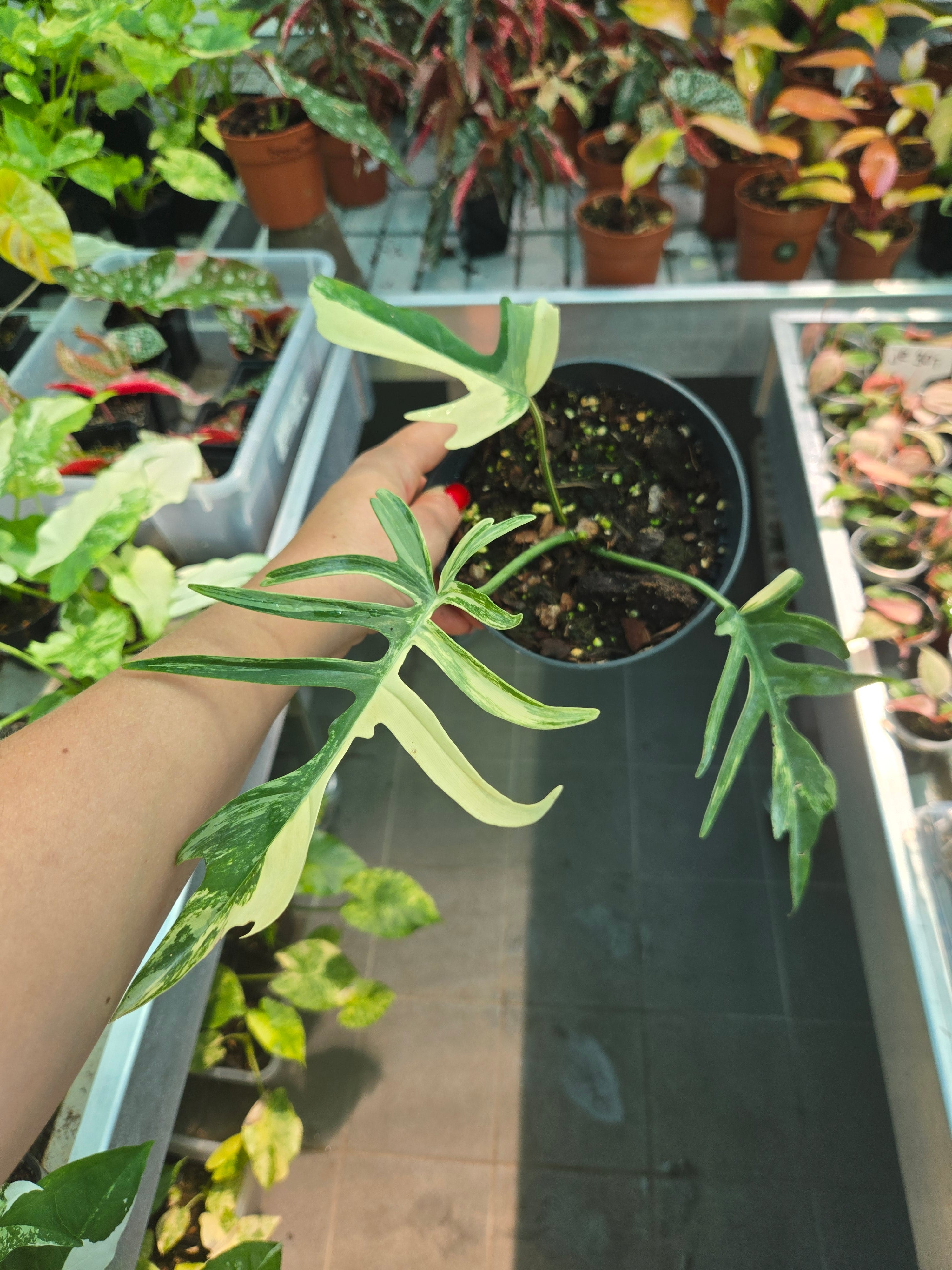 Philodendron Florida Beauty x Tortum Variegata