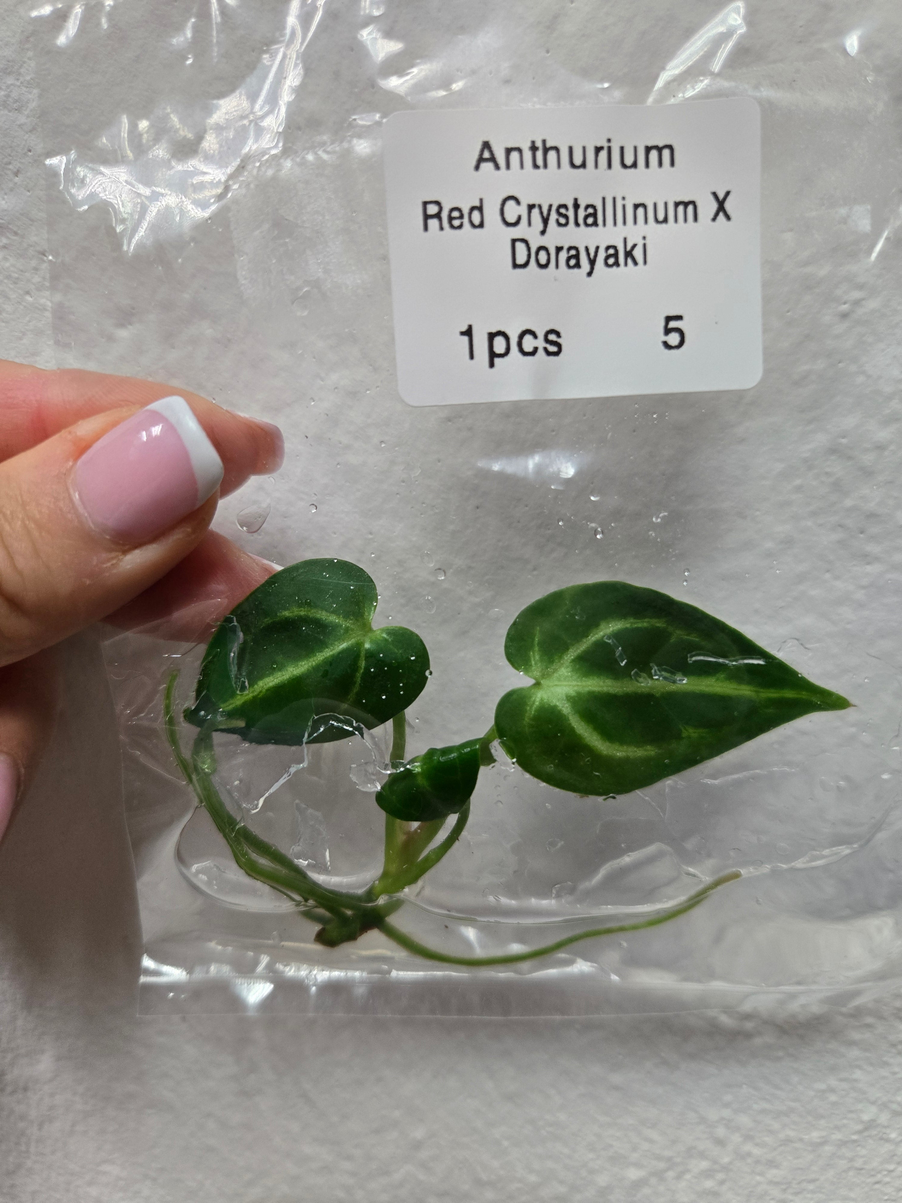 Anthurium Red Crystallinum X Anthurium Dorayaki - TC -