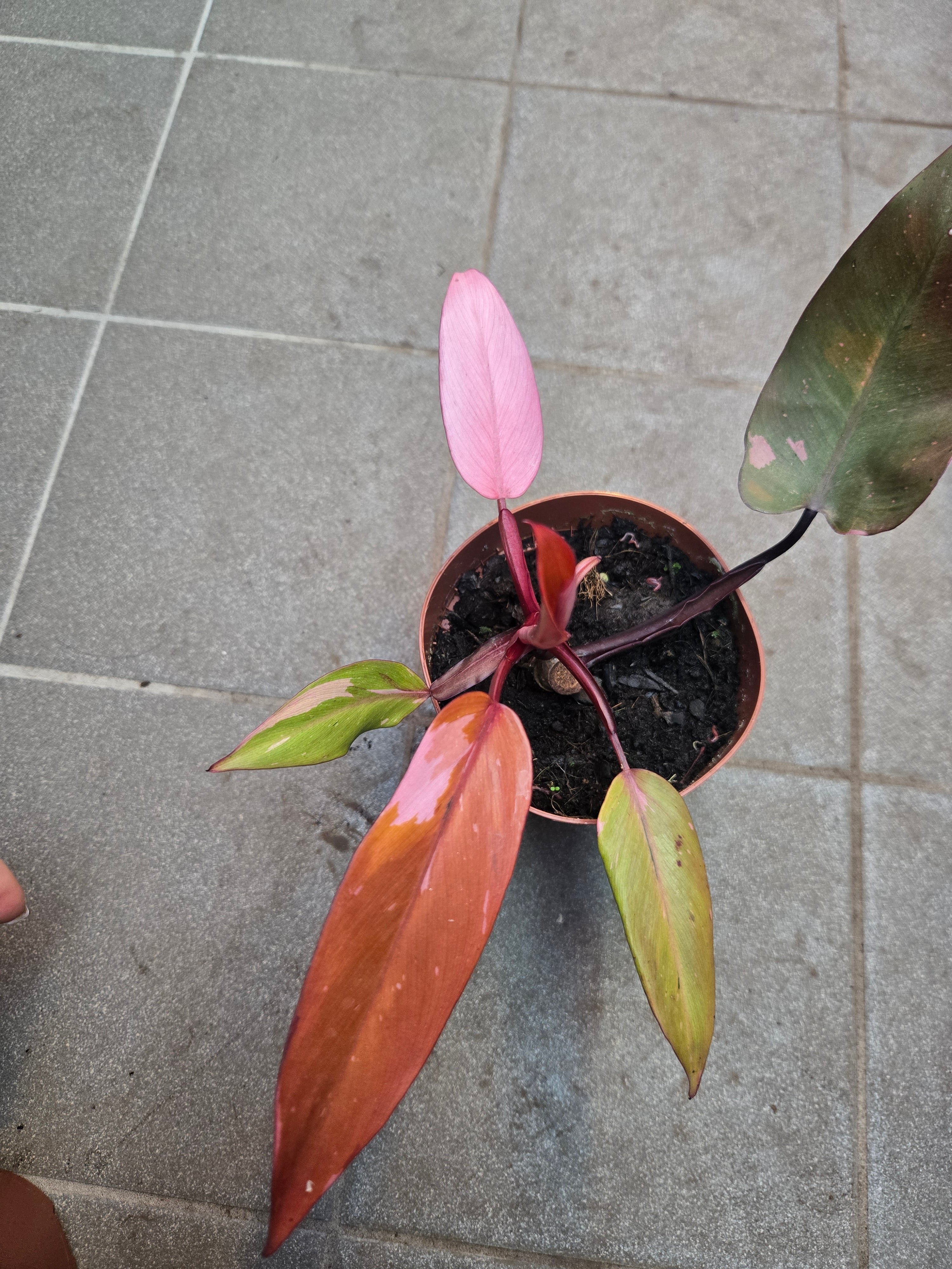 Philodendron Persimonn Princess
