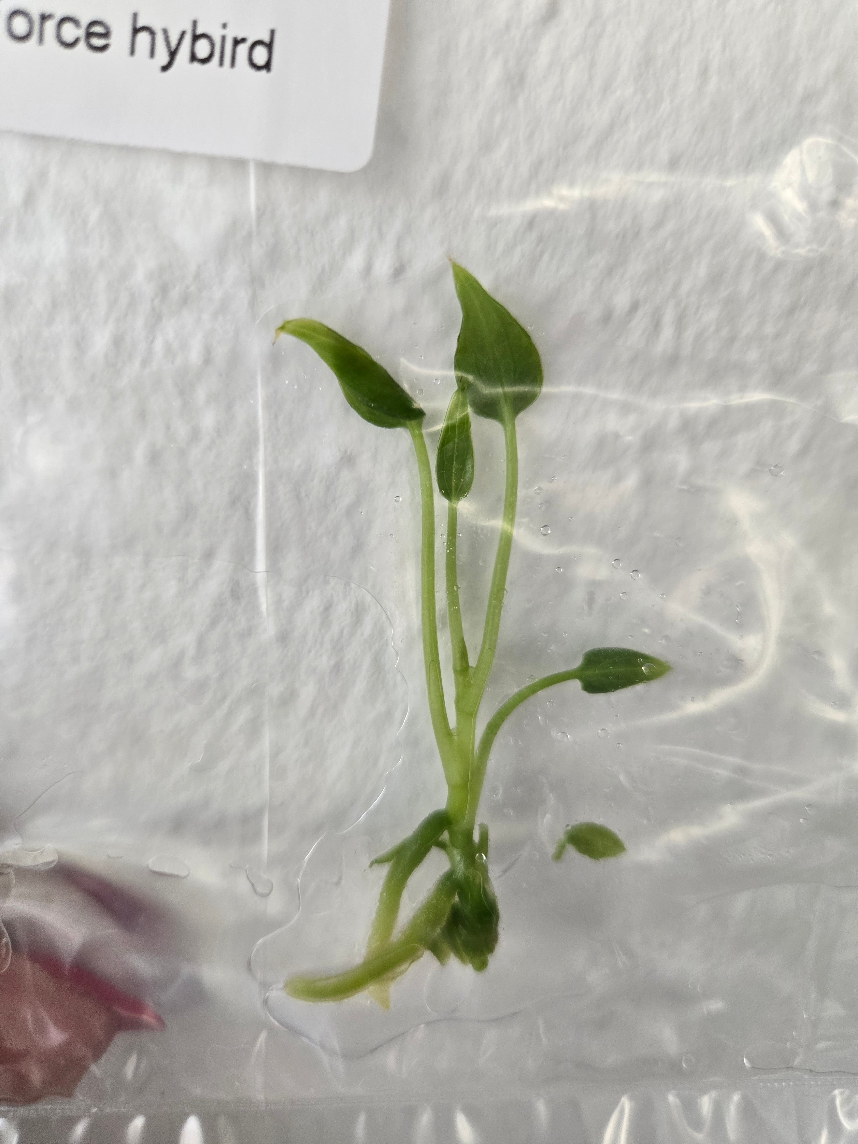 Anthurium Delta Force Hybrid - TC
