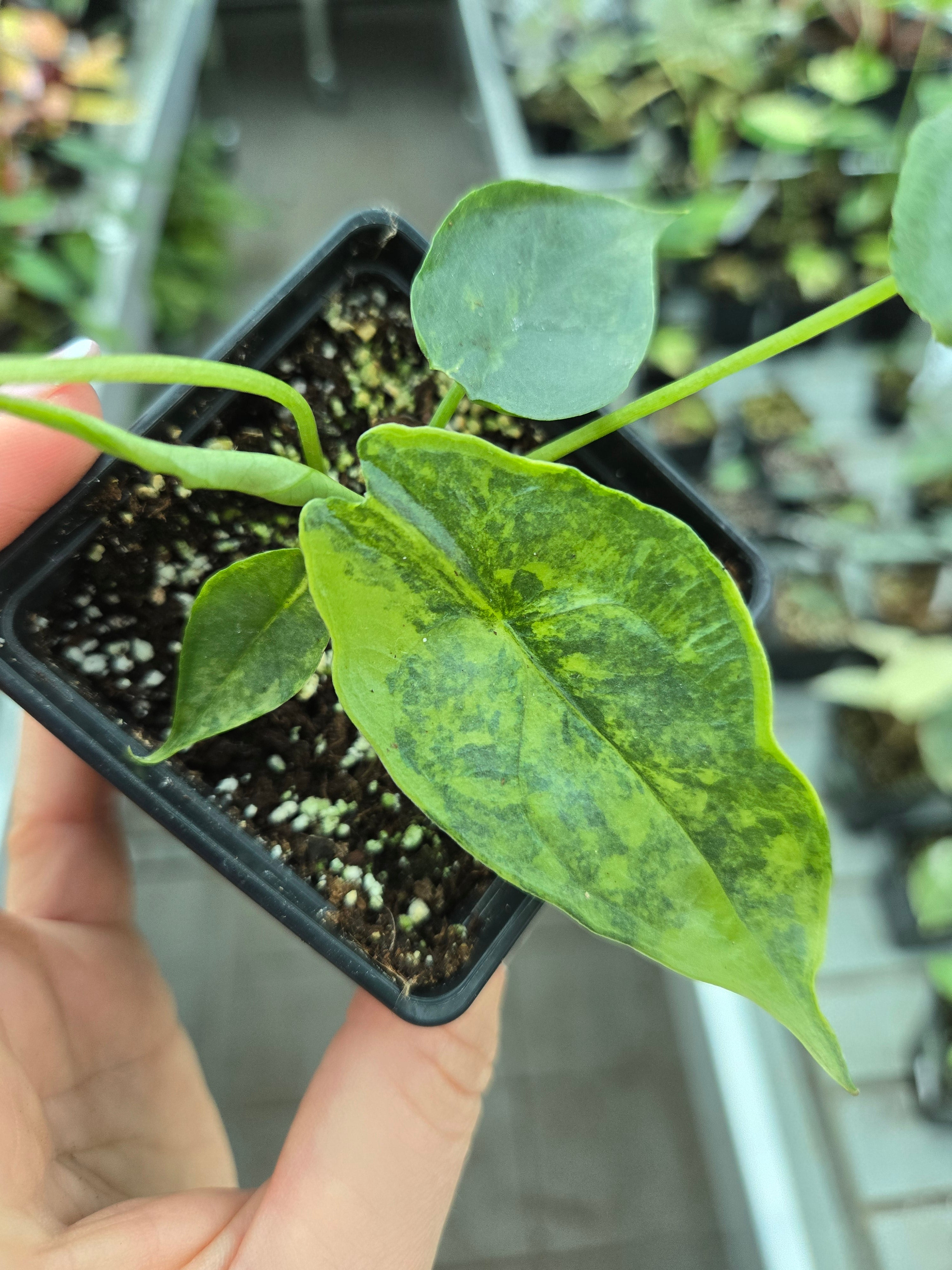 Alocasia Dragon Breath Aurea