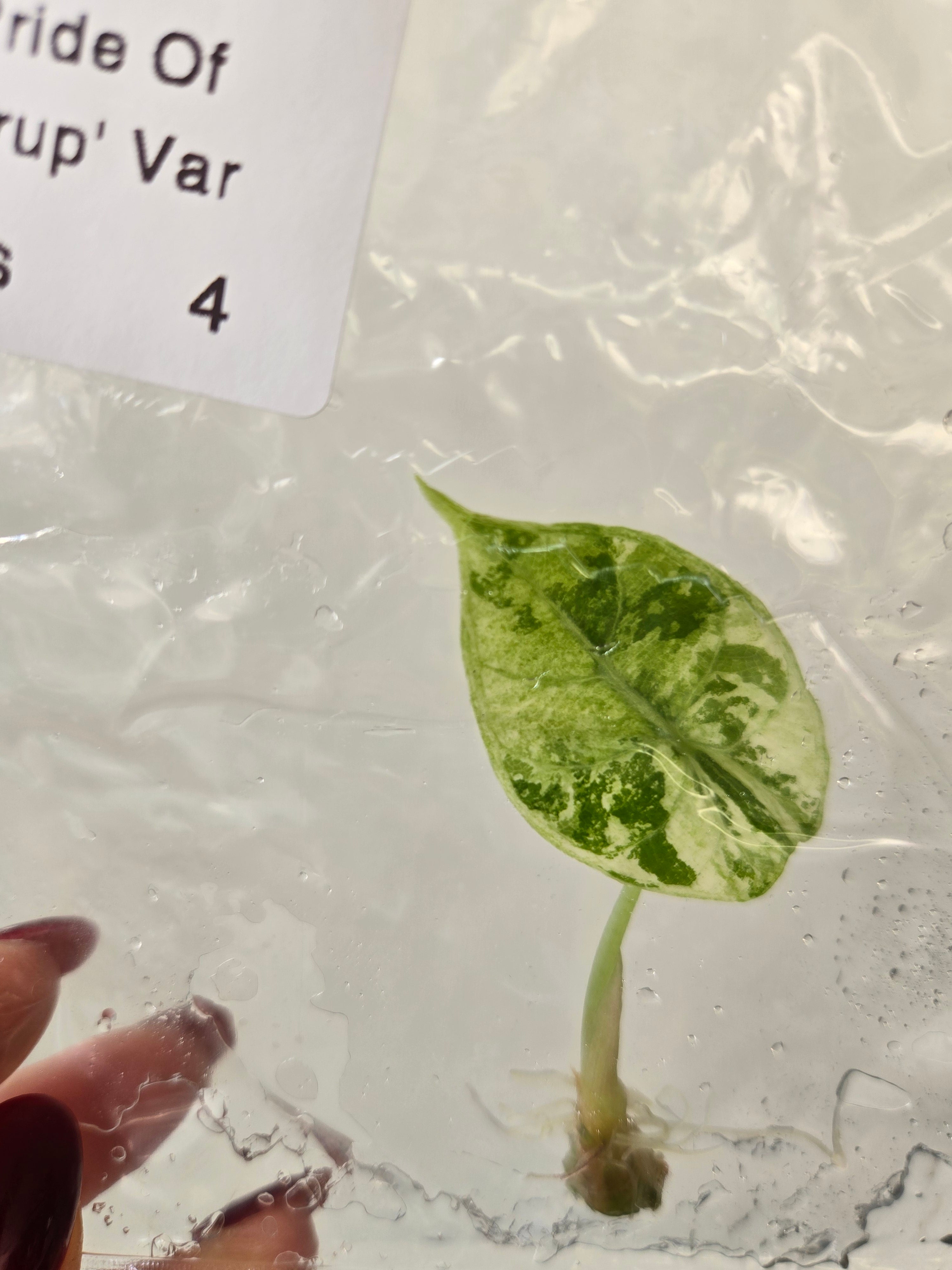 Alocasia Pride of curup Variegata - TC - Tissue Culture
