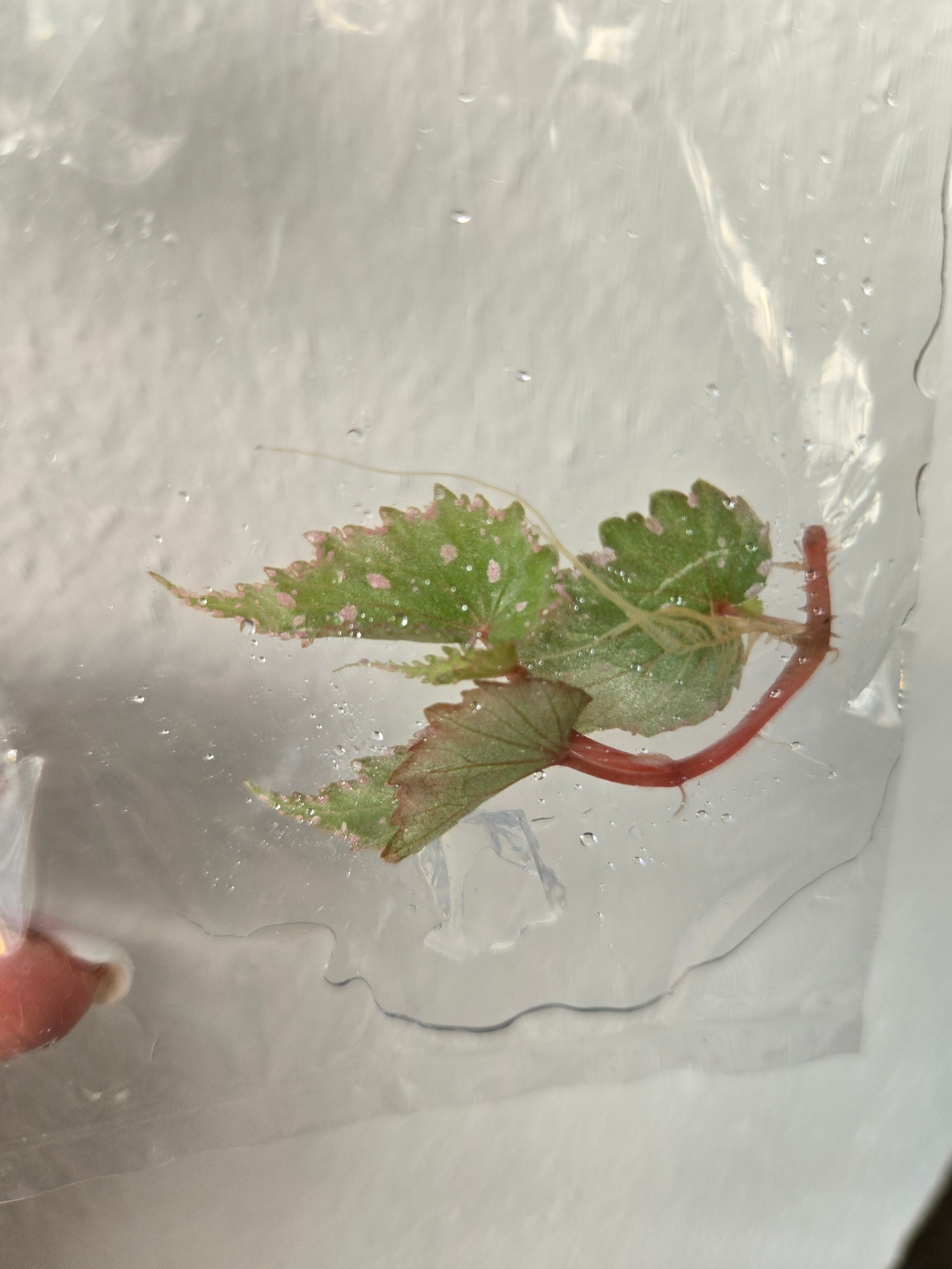 Begonia Sumatran spotted -TC - Tissue Culture