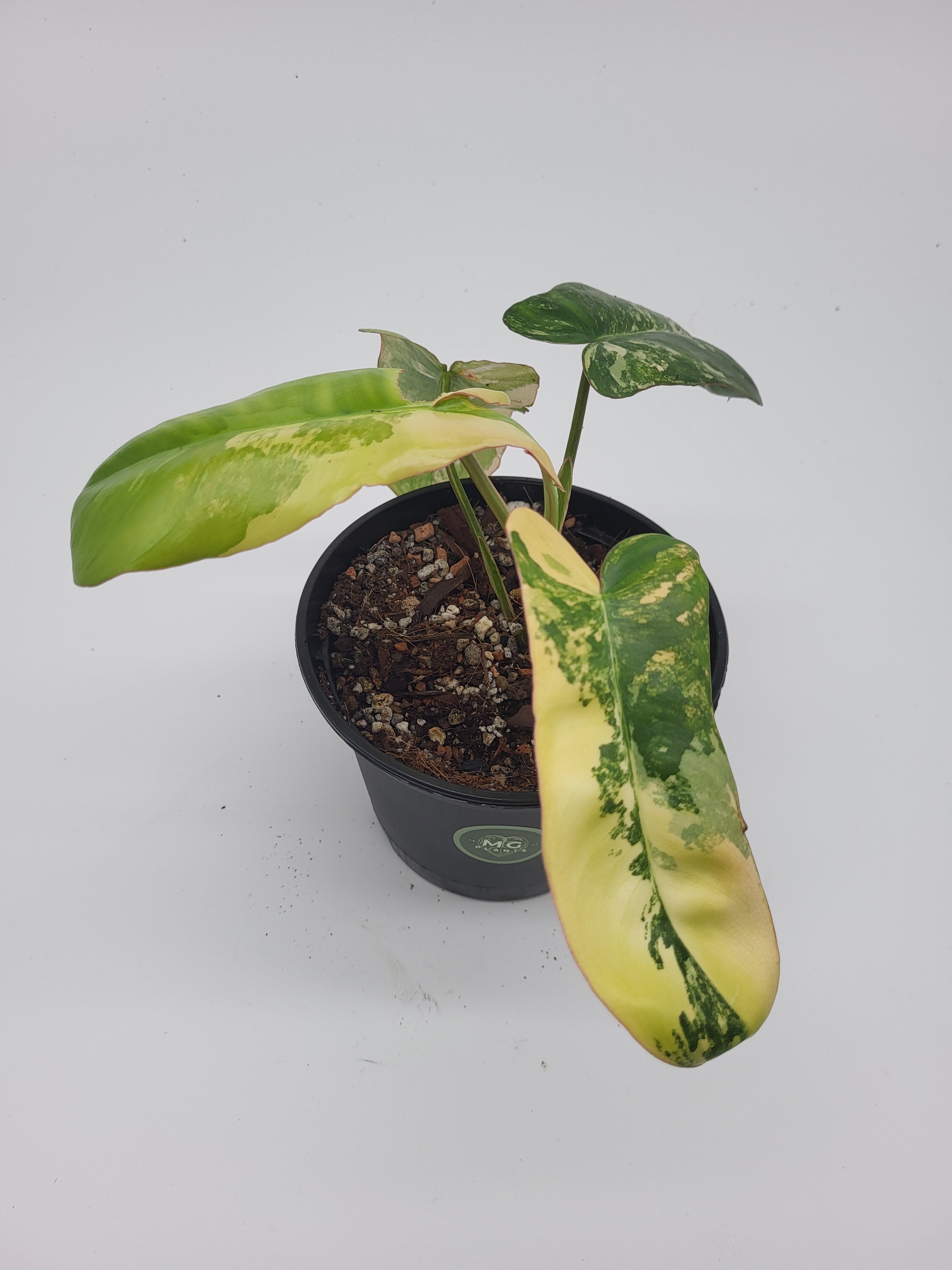 Philodendron Florida Beauty x Paraiso Verde