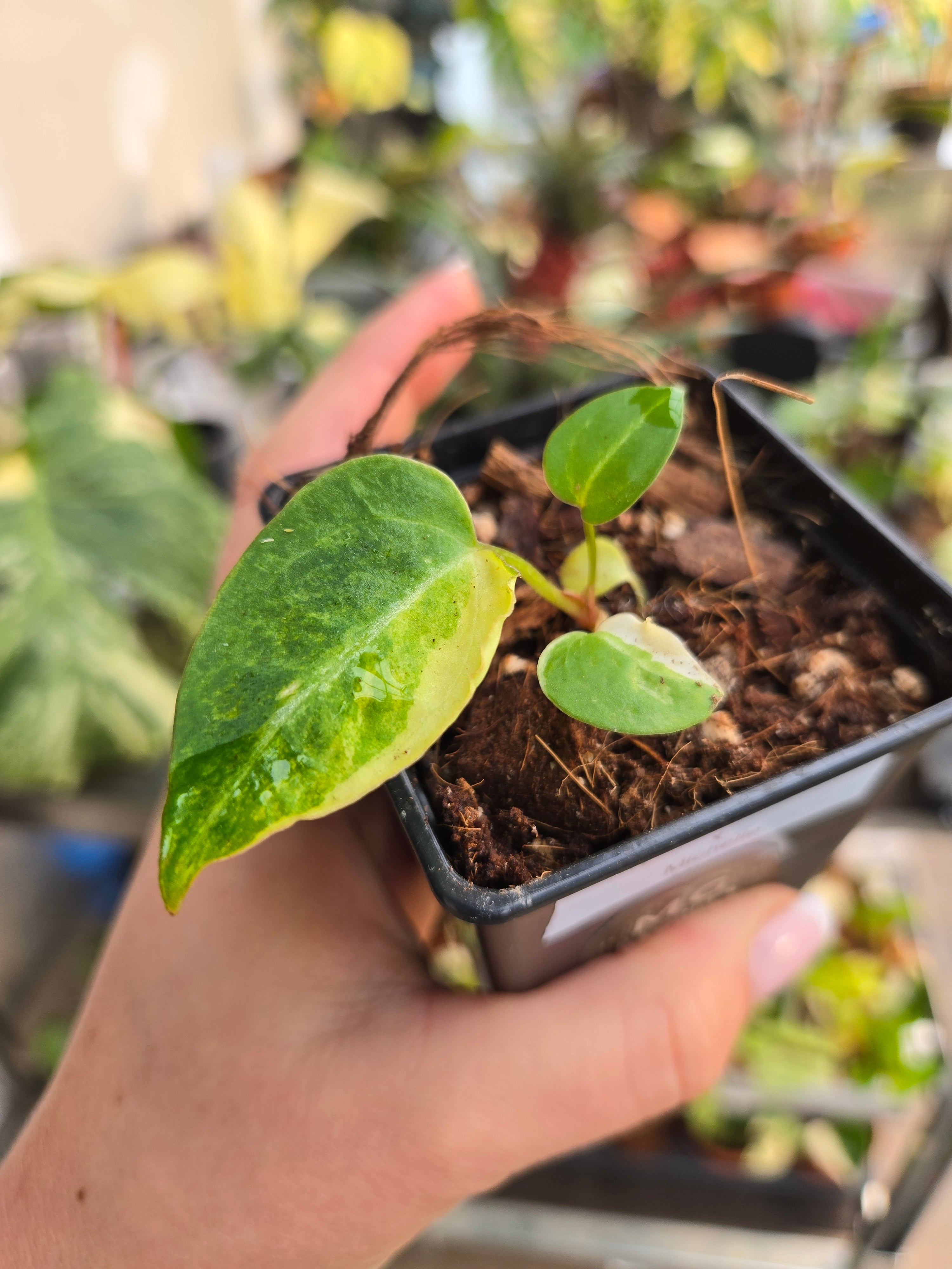 Anthurium Papilliamnum var. X Michelle