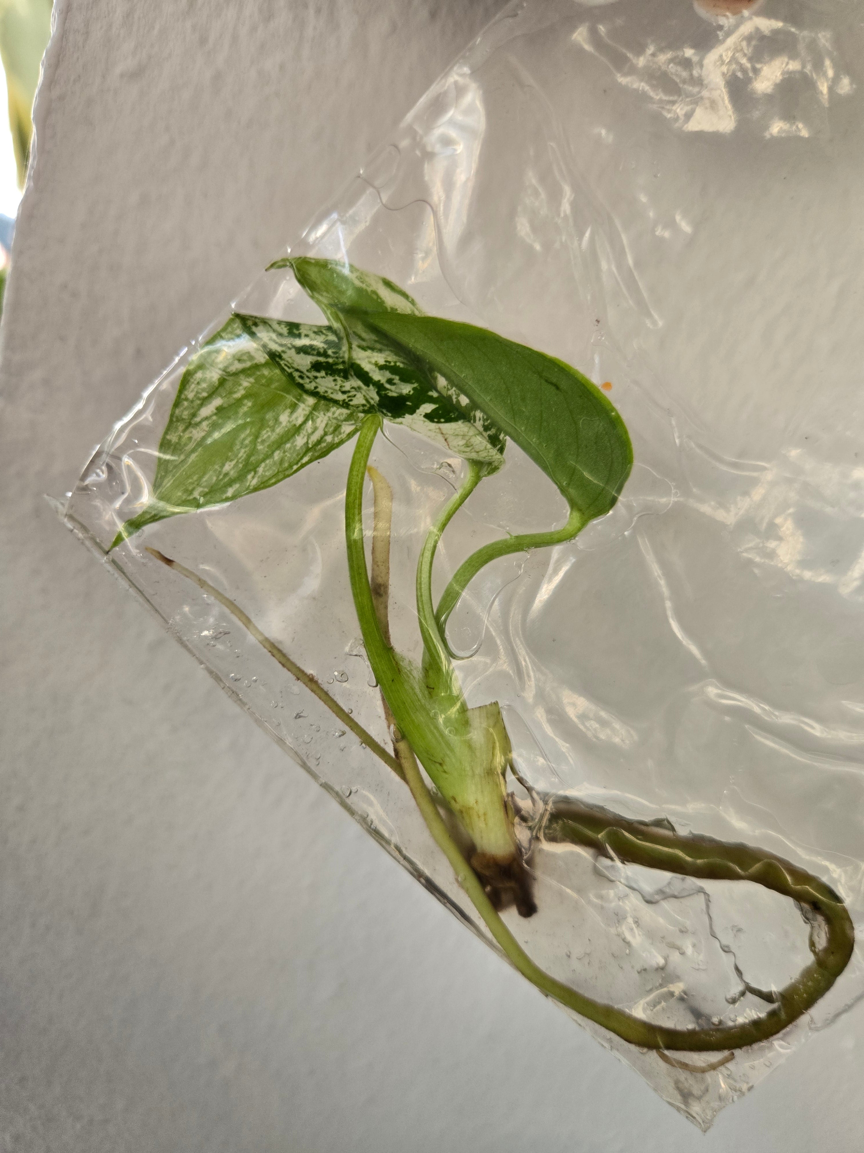 Monstera Devil Monster - TC Tissue Culture – MG Plants