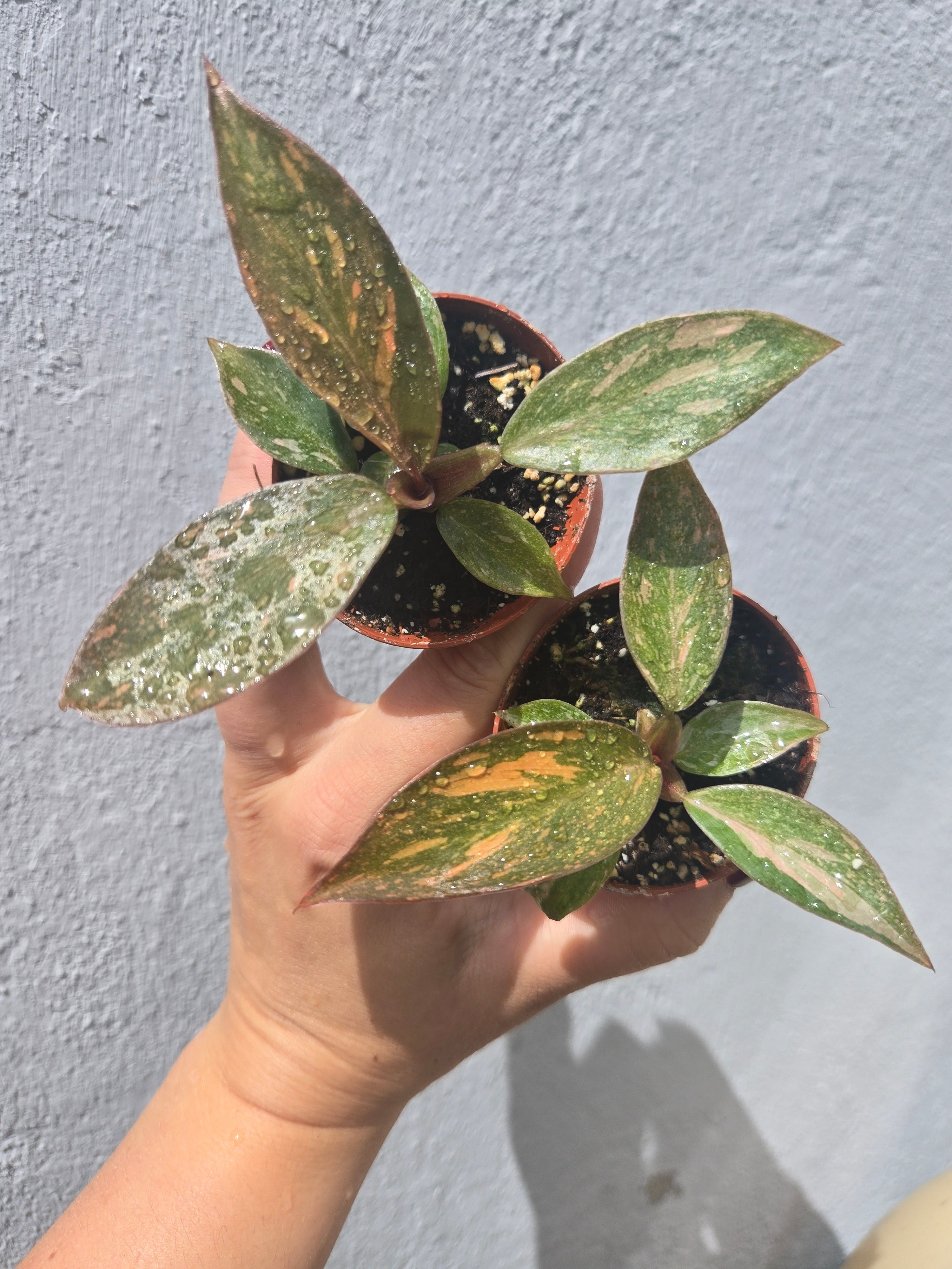 Philodendron Orange Princess