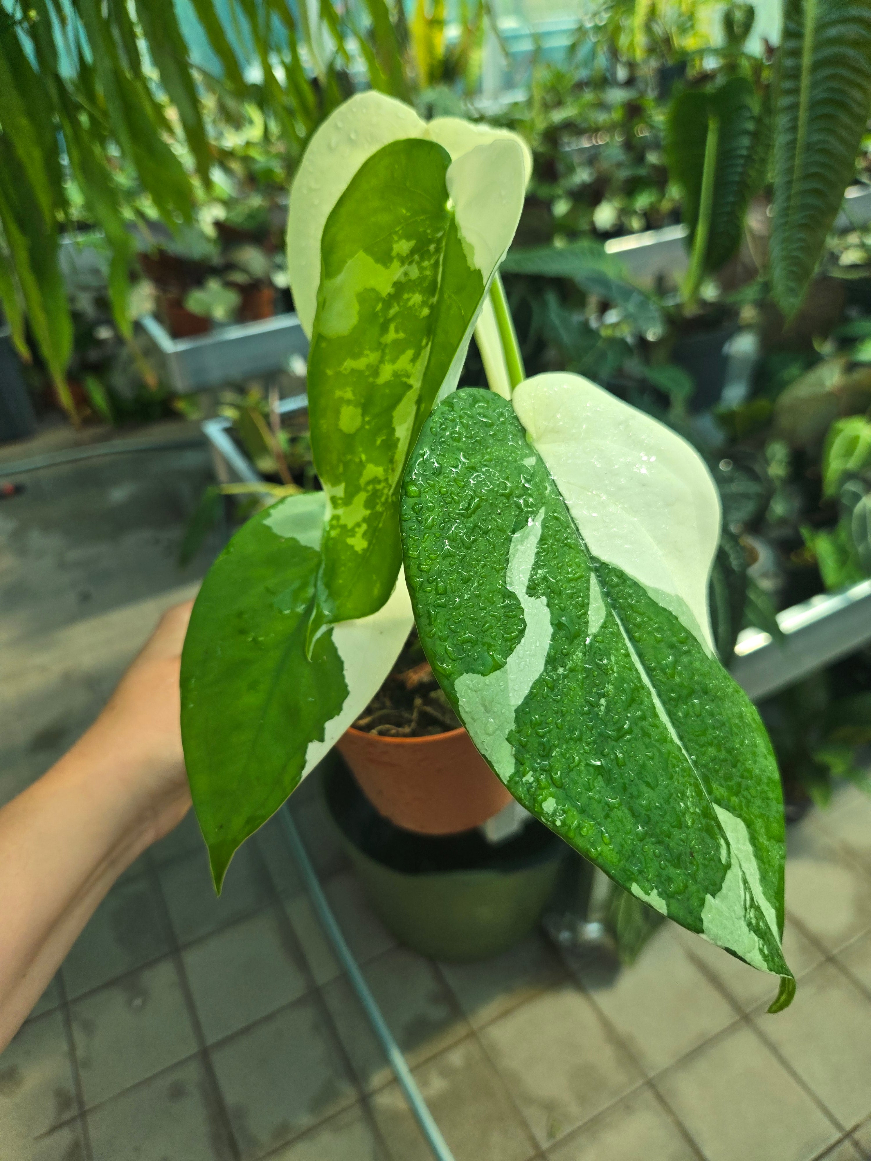 Syngonium Chiapense Variegata