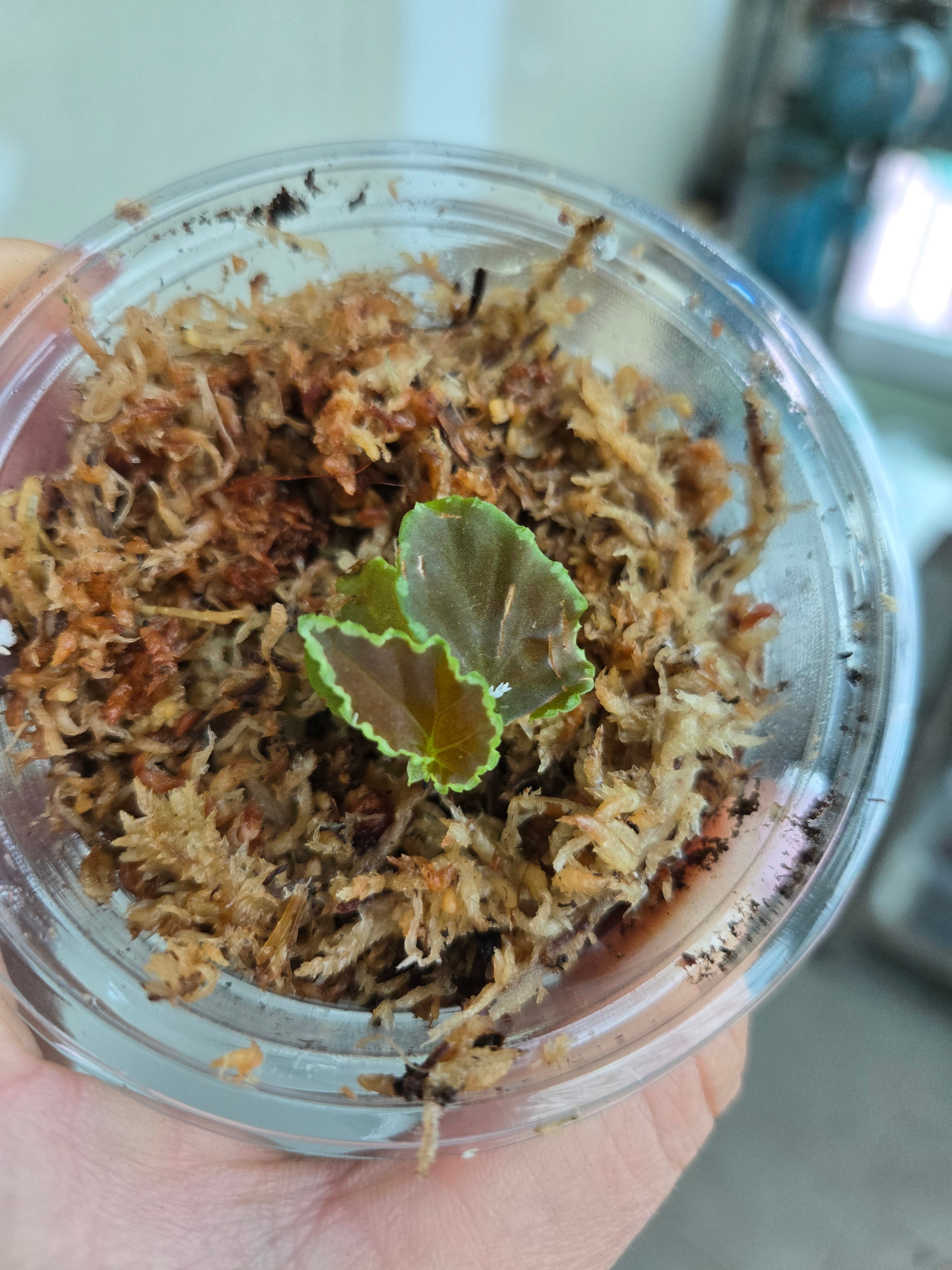 Begonia Darthvaderiana
