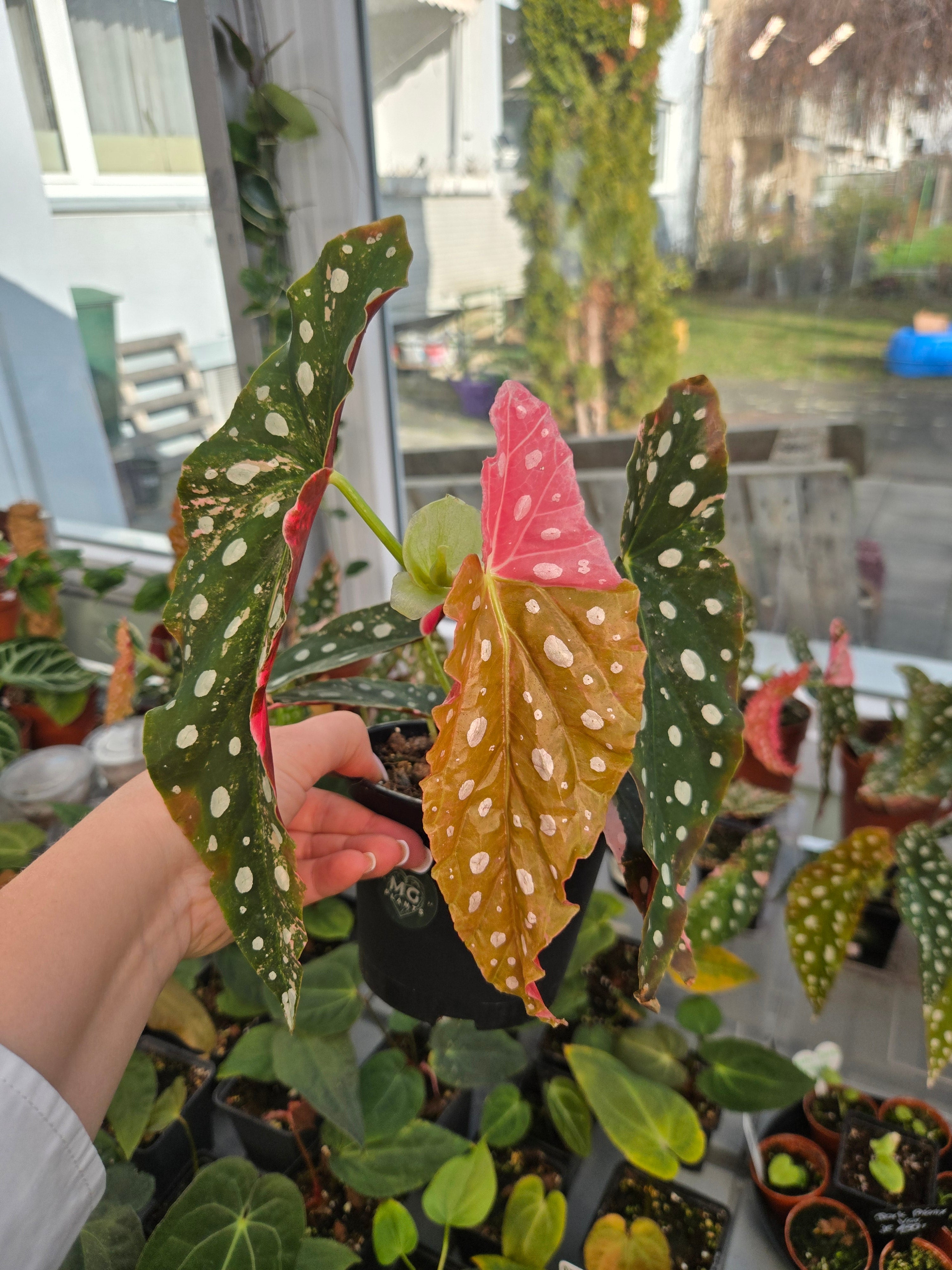 Begonia Maculata Pink A