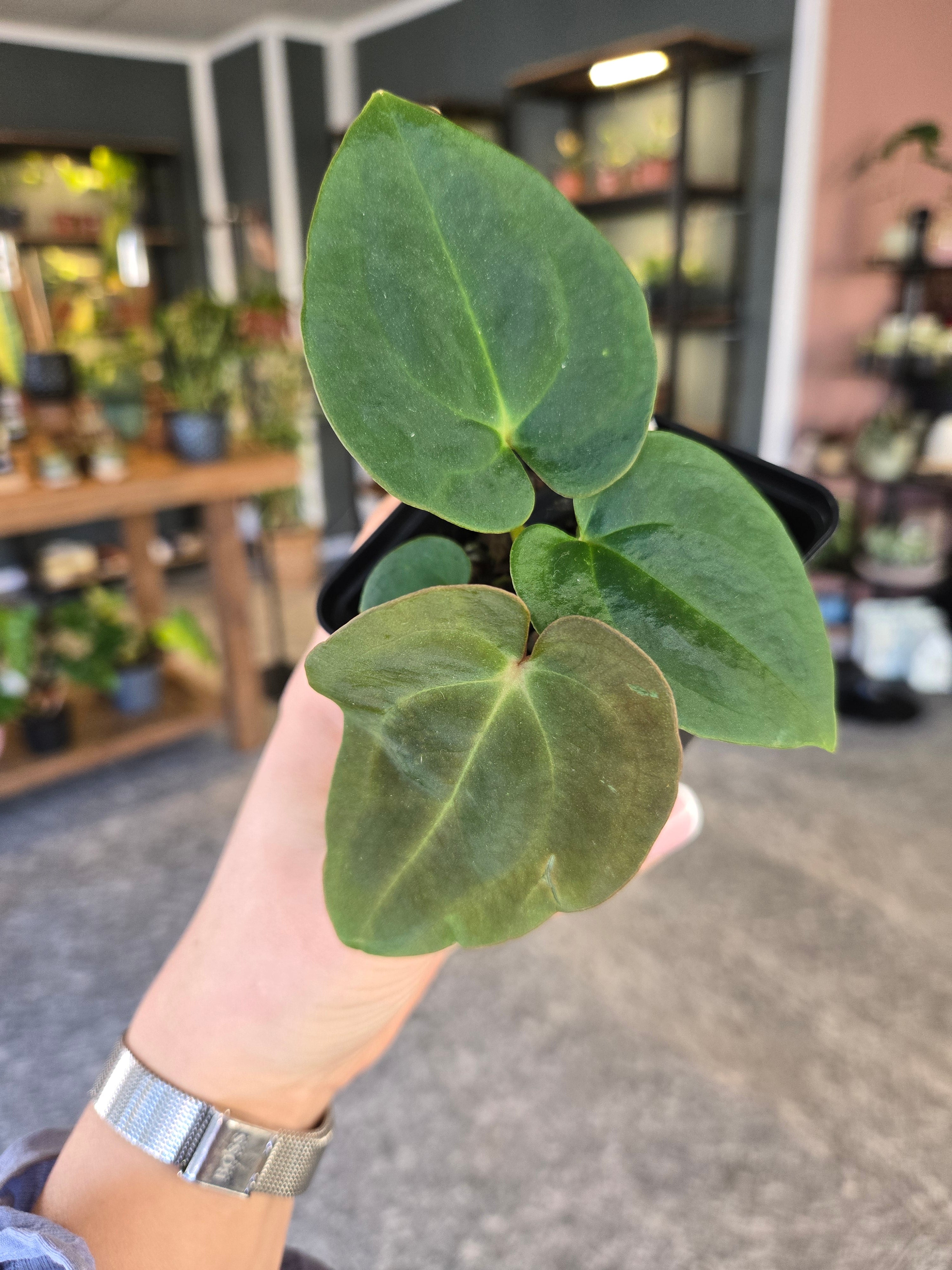 Anthurium Papi 'Gatorbod' x besseae aff – MG Plants