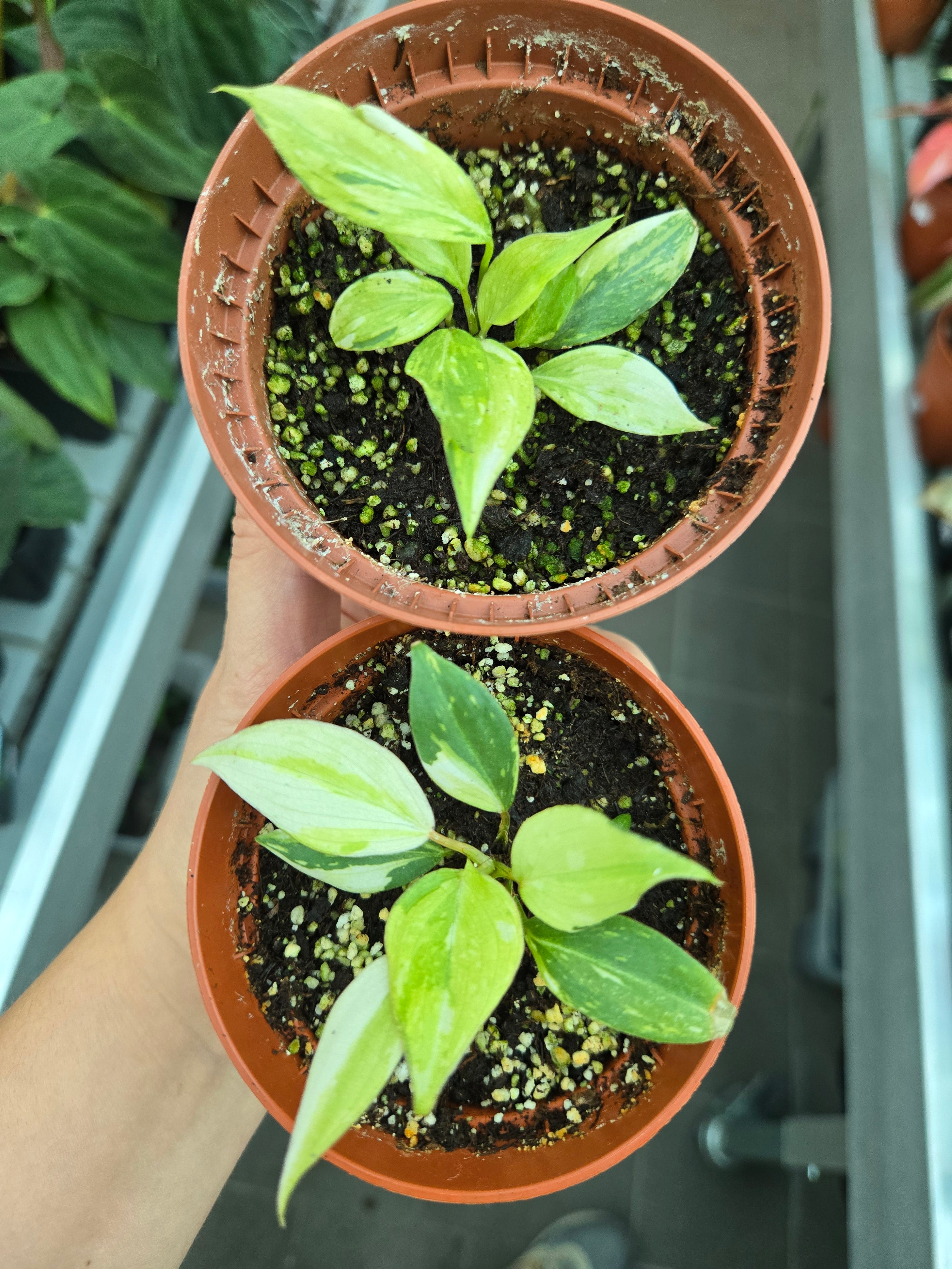 Philodendron Gloriosum Tricolor Babypflanze
