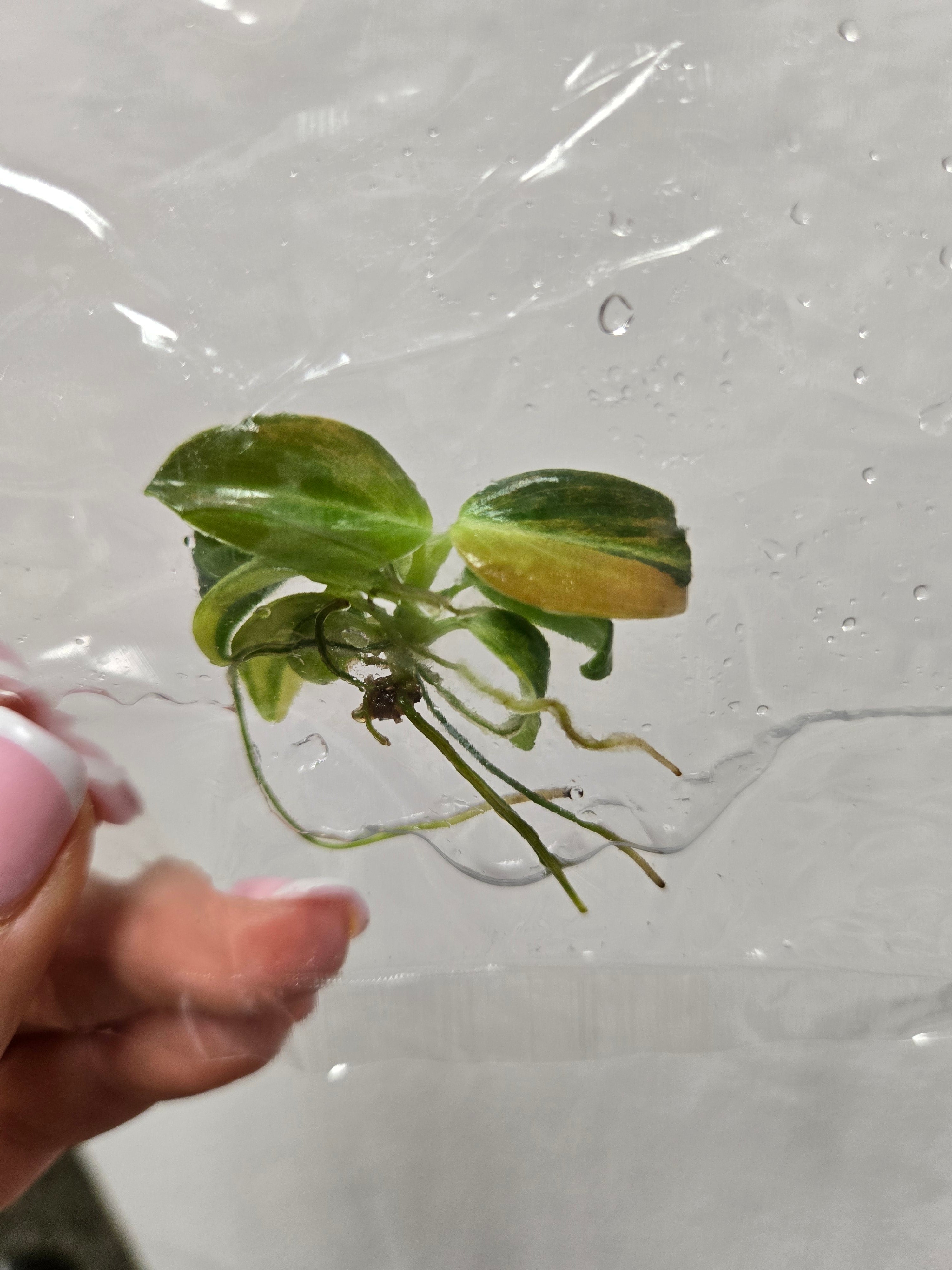 Philodendron Melanchrysum Pink/ orange Variegata - TC