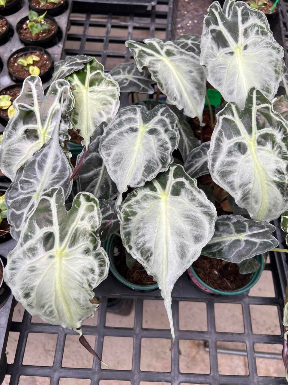 Alocasia Venom