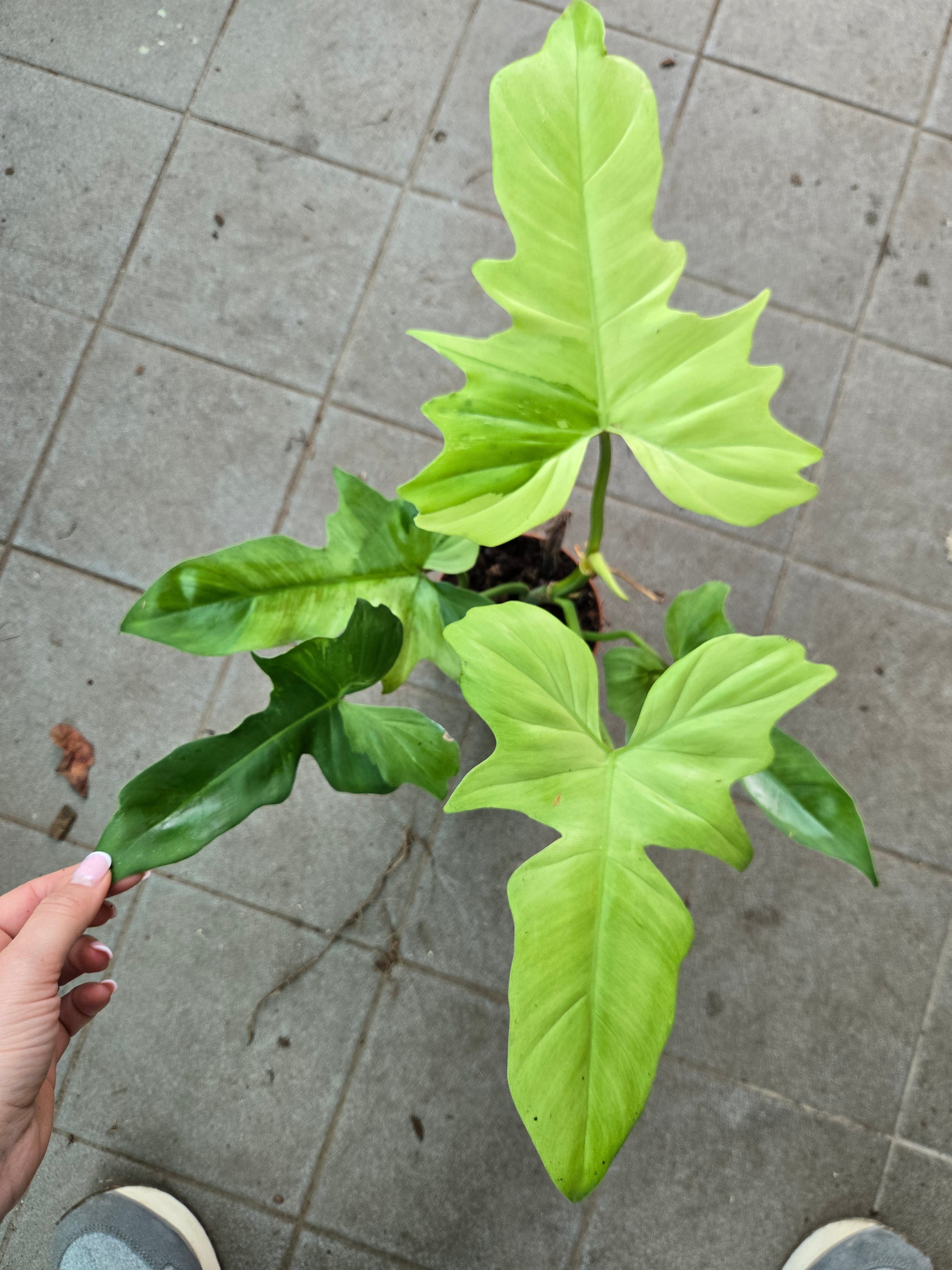 Philodendron Golden Dragon Mint