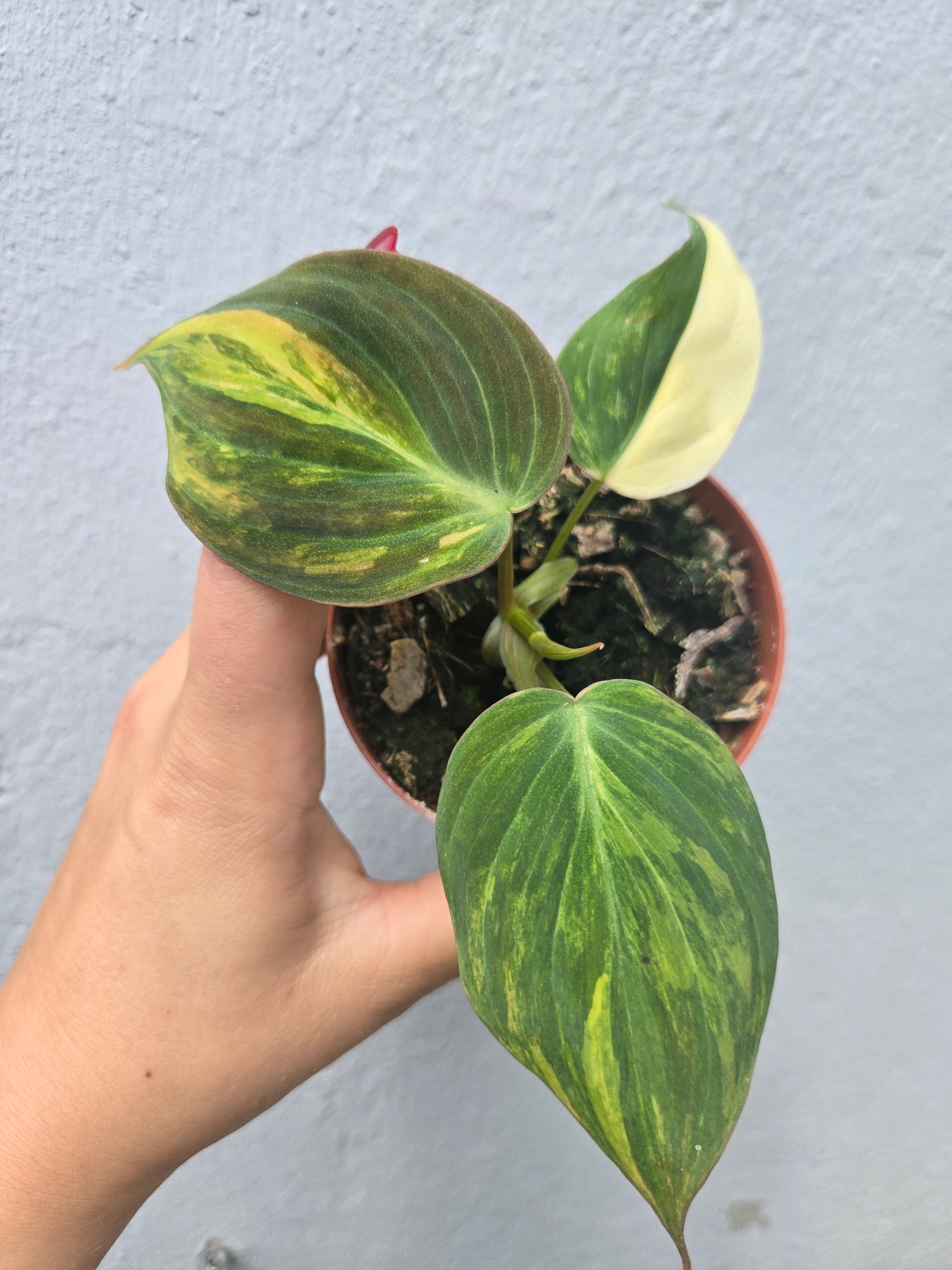 Philodendron Micans Variegata
