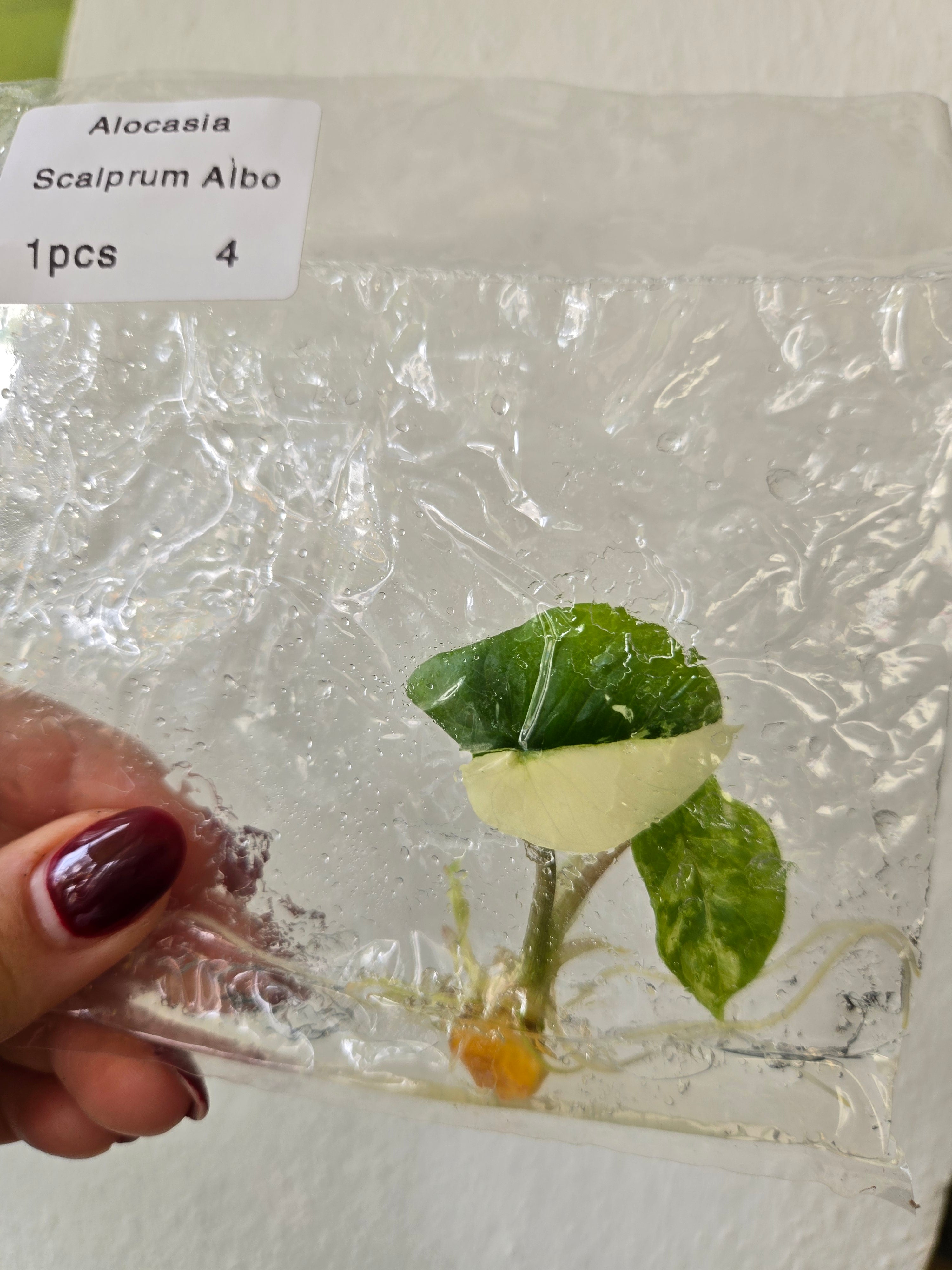 Alocasia Scalprum Albo