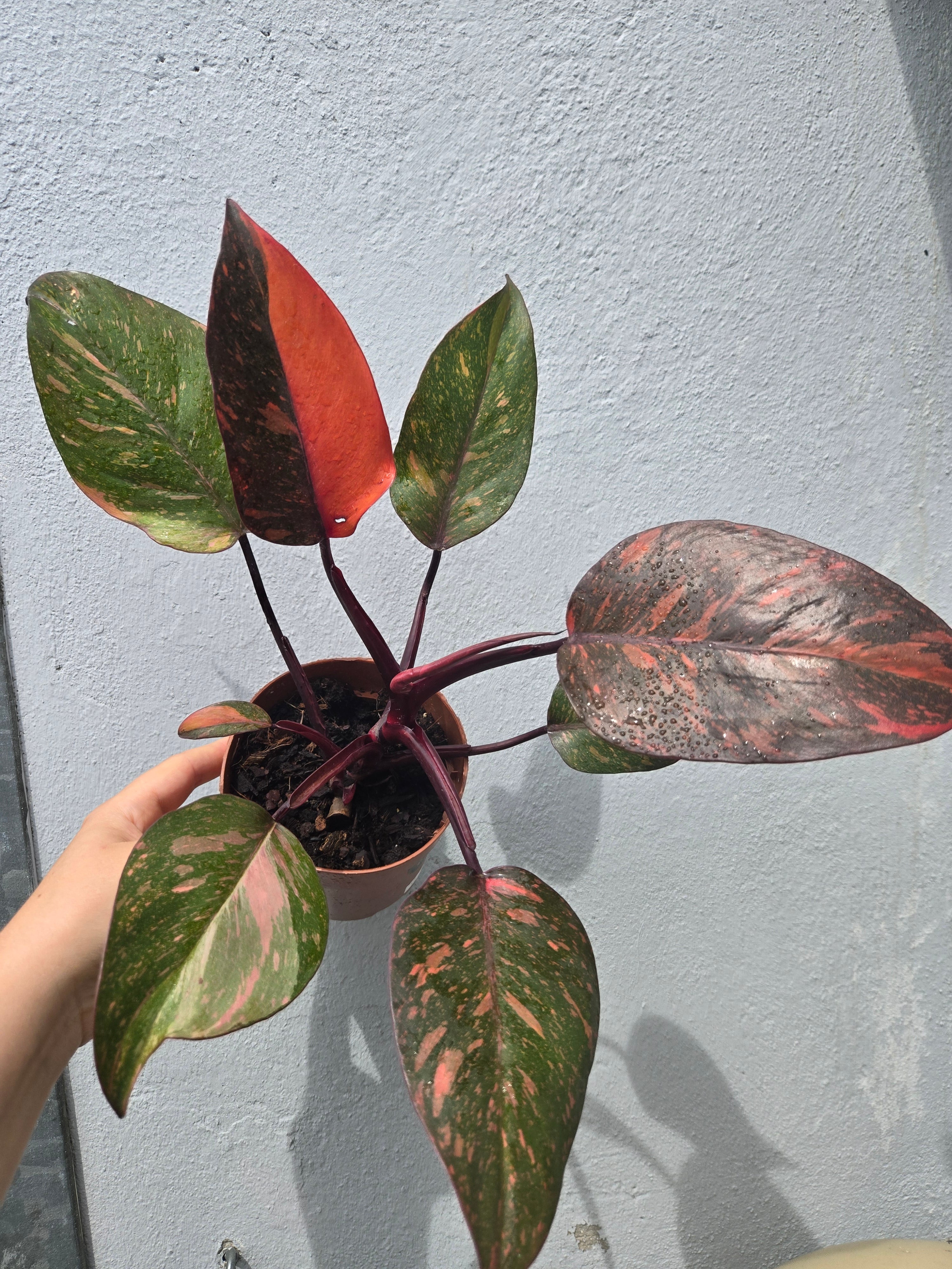 Philodendron Orange Princess Galaxy