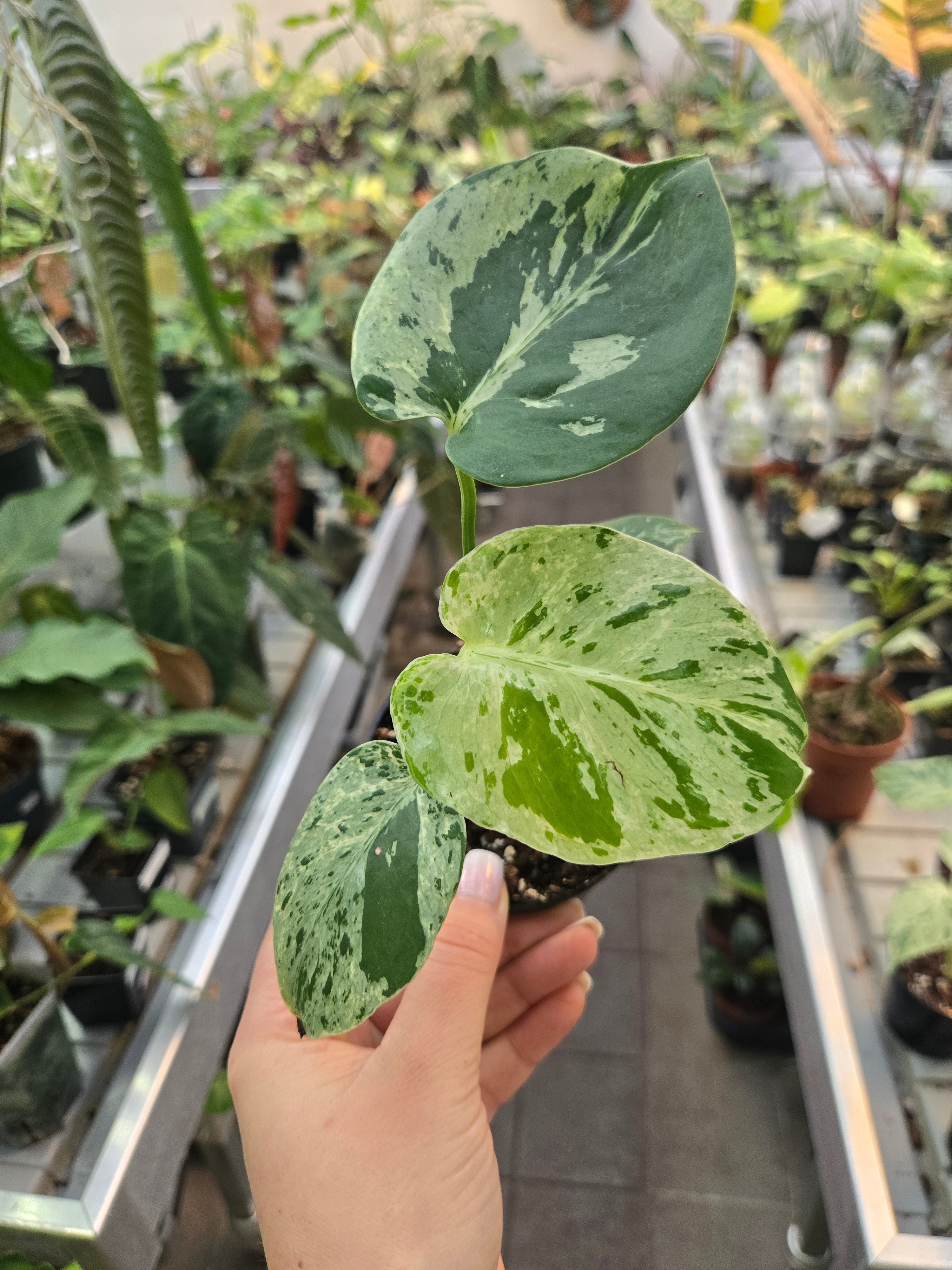 Black Friday Deal Monstera Bulbasaur