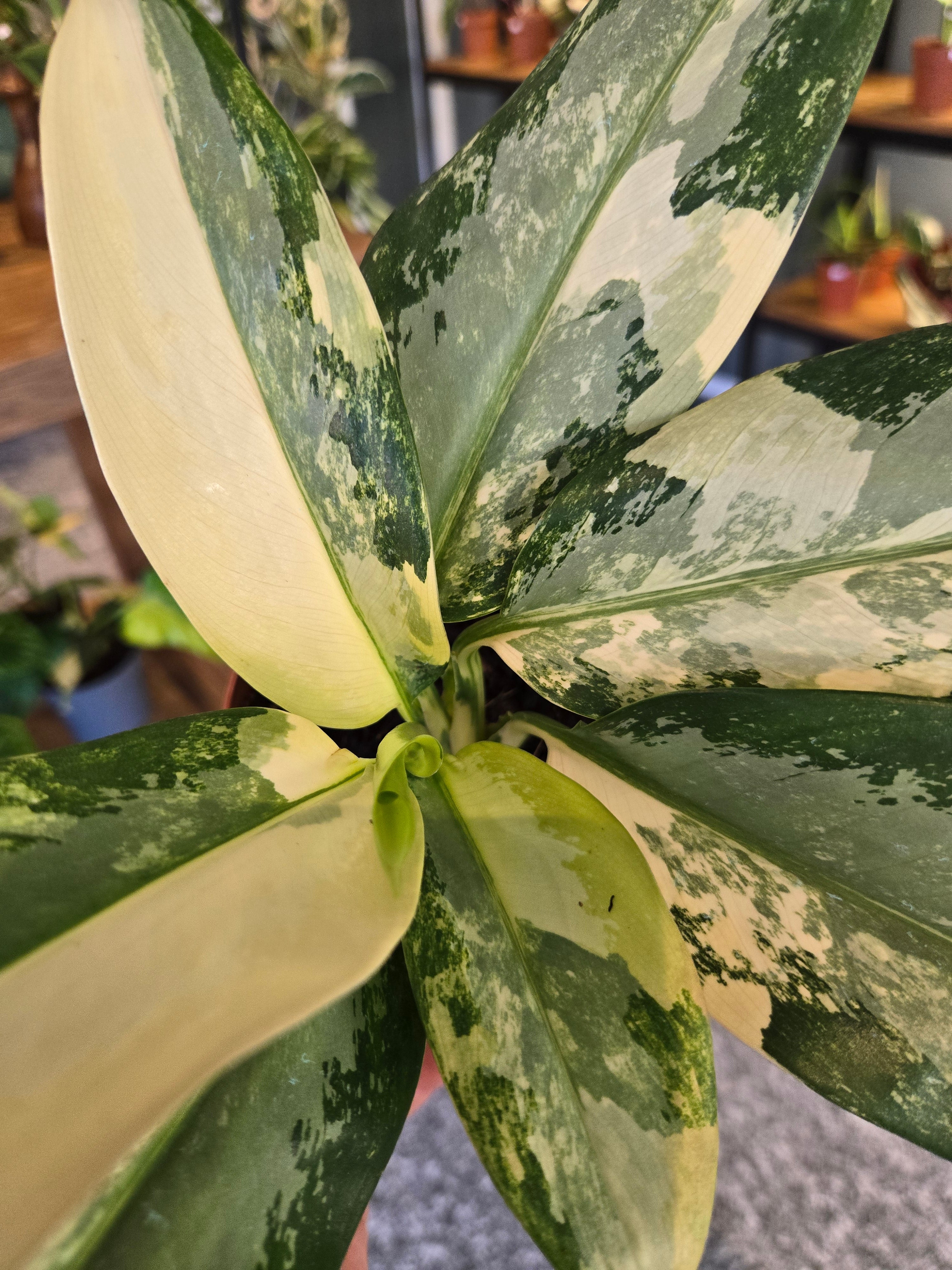 Aglaonema Suvamabhumi Variegata