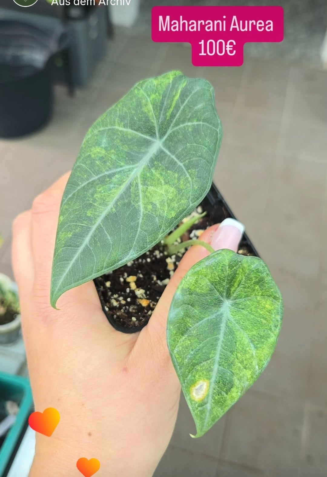 Alocasia Maharani Aurea