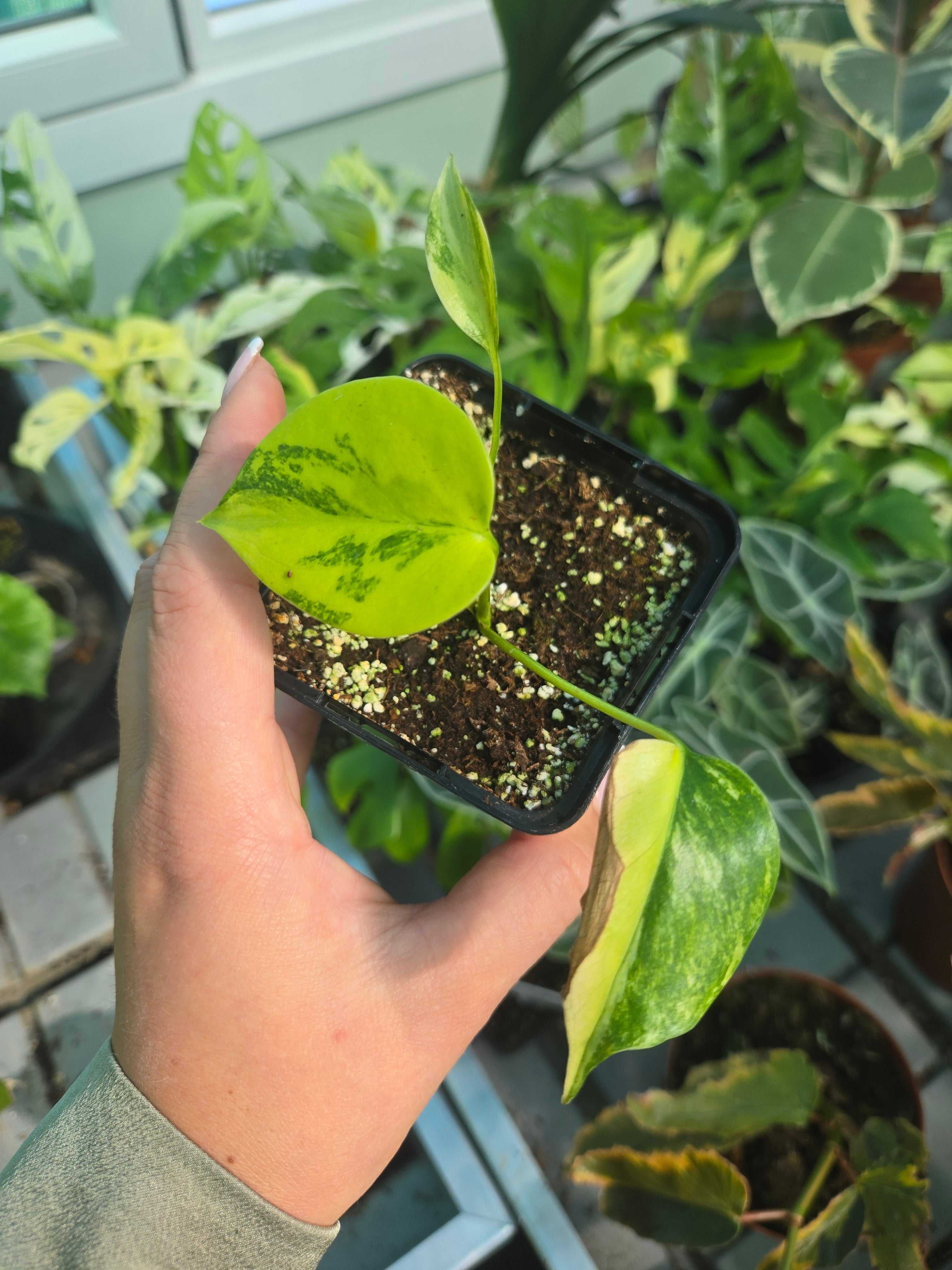 Monstera Marylin Aurea