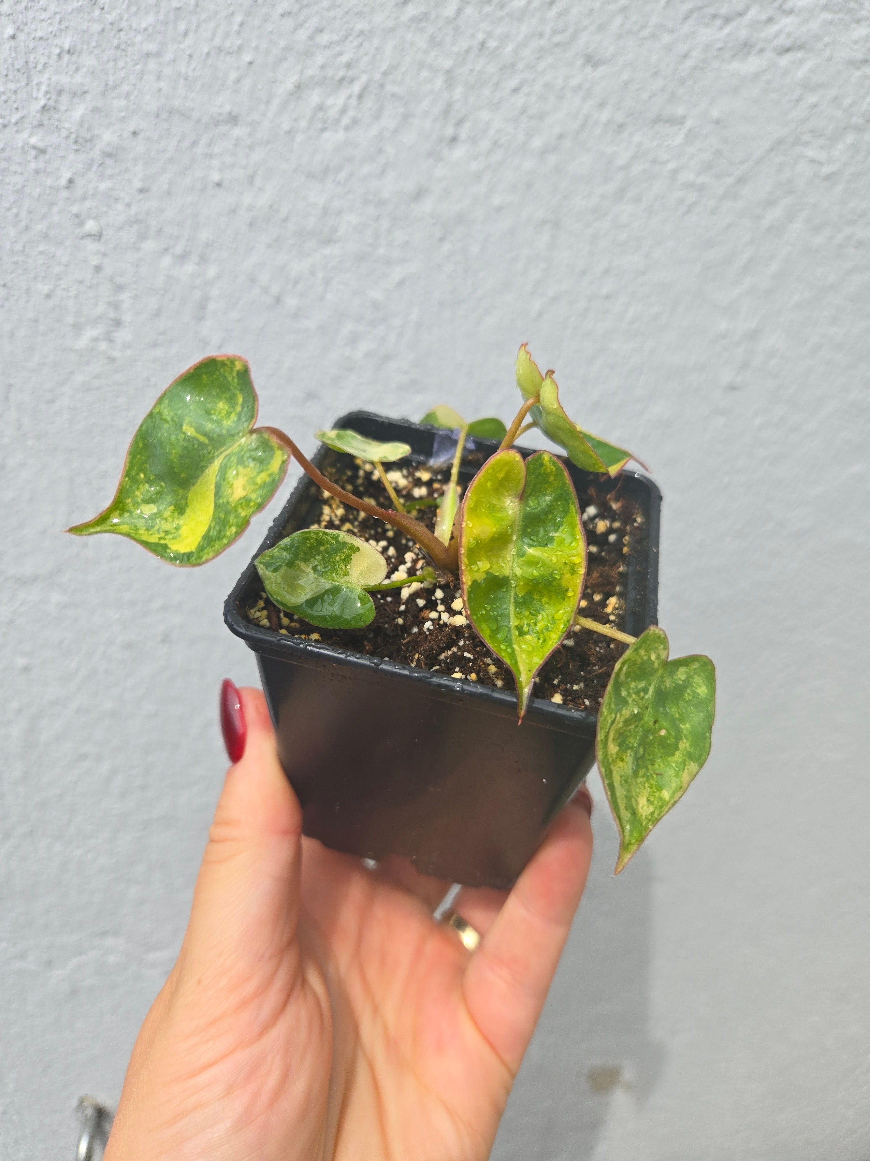 Philodendron Billietiae Variegata