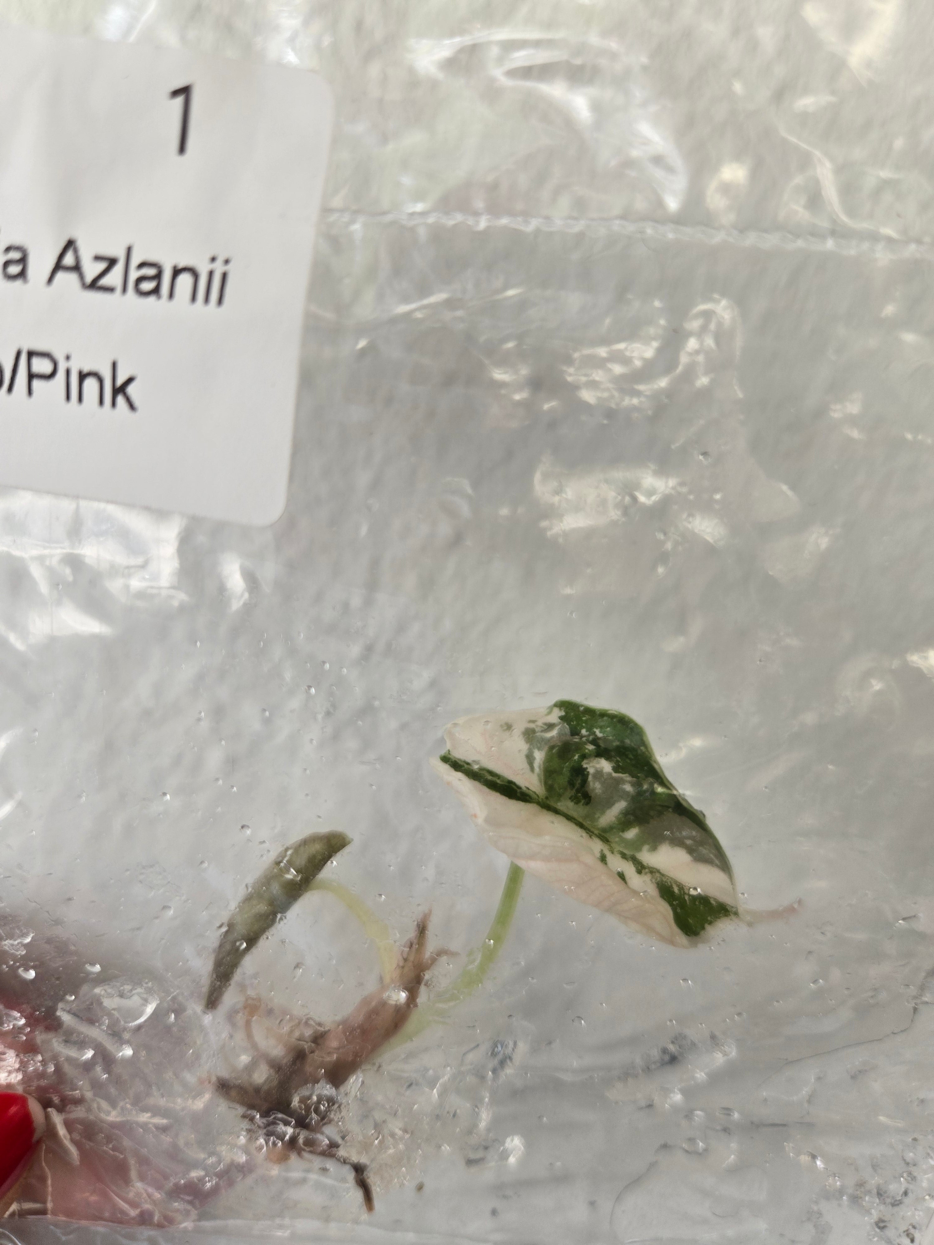 Alocasia Azlanii Albo-Pink - (TC) Tissue Culture Pflanzen