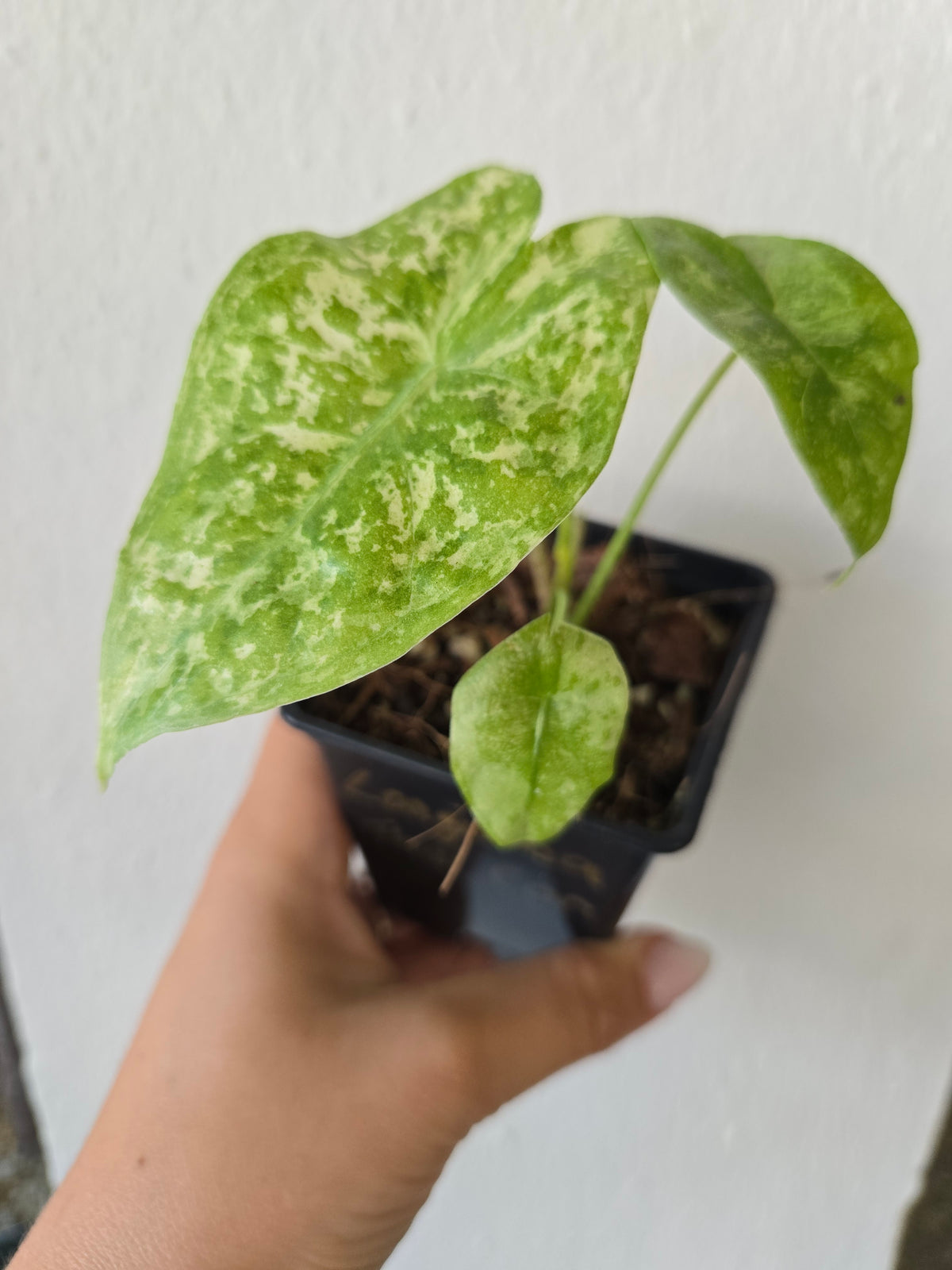 Alocasia Longiloba Thai Con
