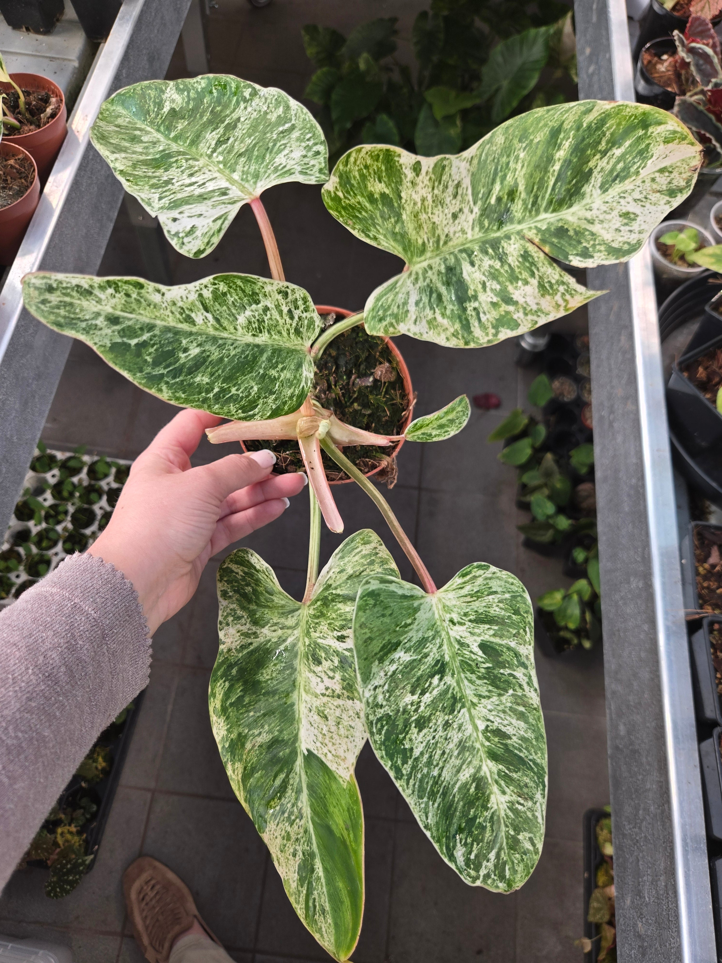 Philodendron Emerald Queen Variegata (no ICE)