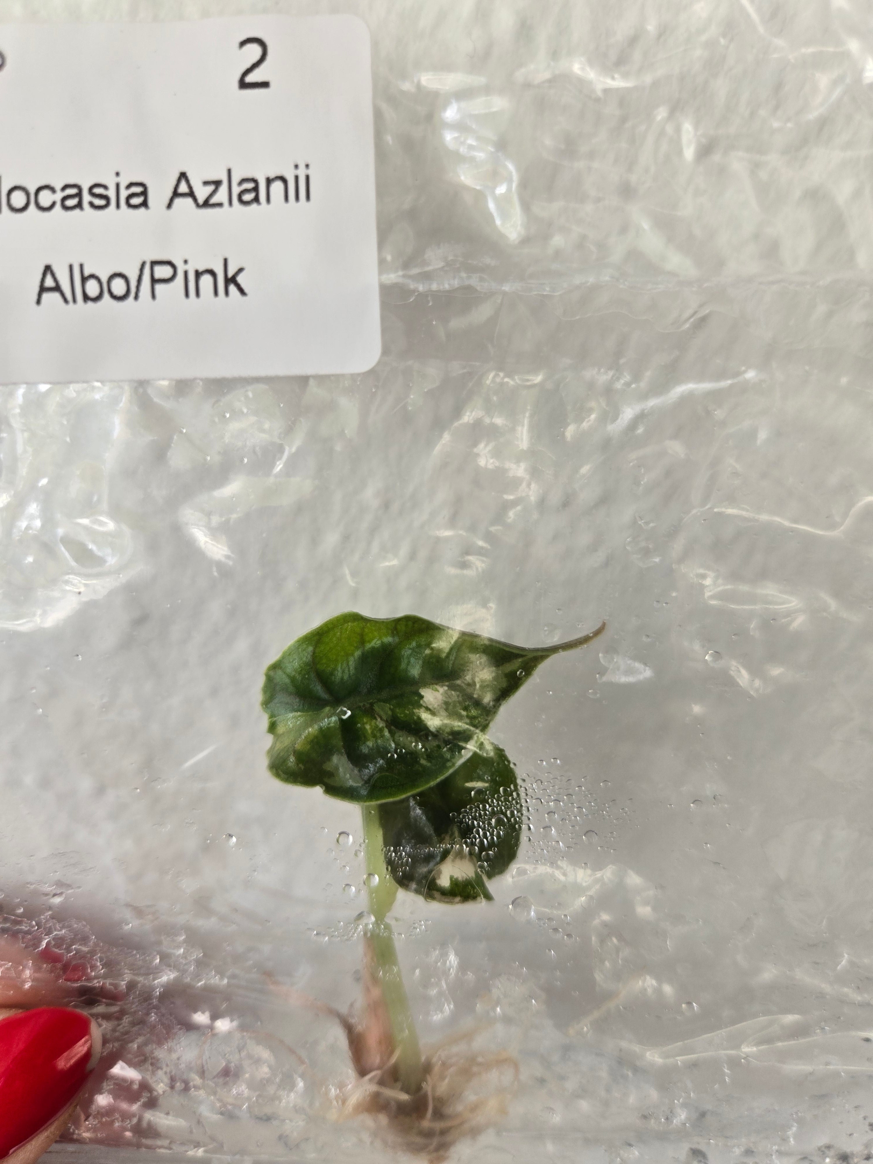 Alocasia Azlanii Albo-Pink - (TC) Tissue Culture Pflanzen
