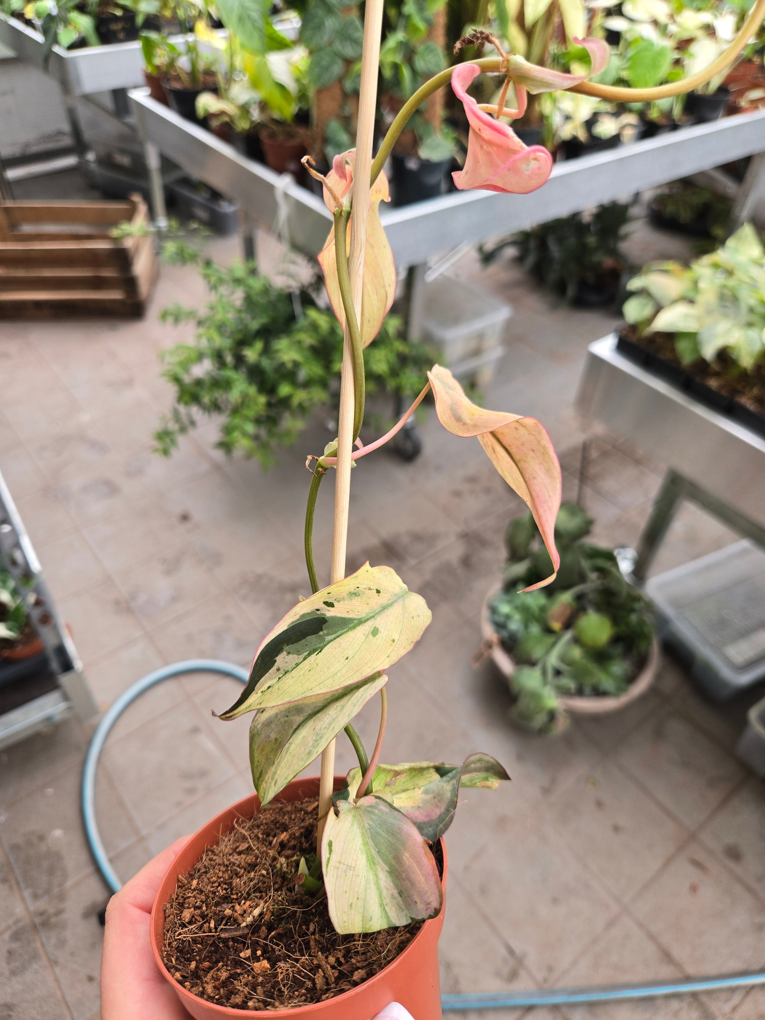 Philodendron Micans Mint