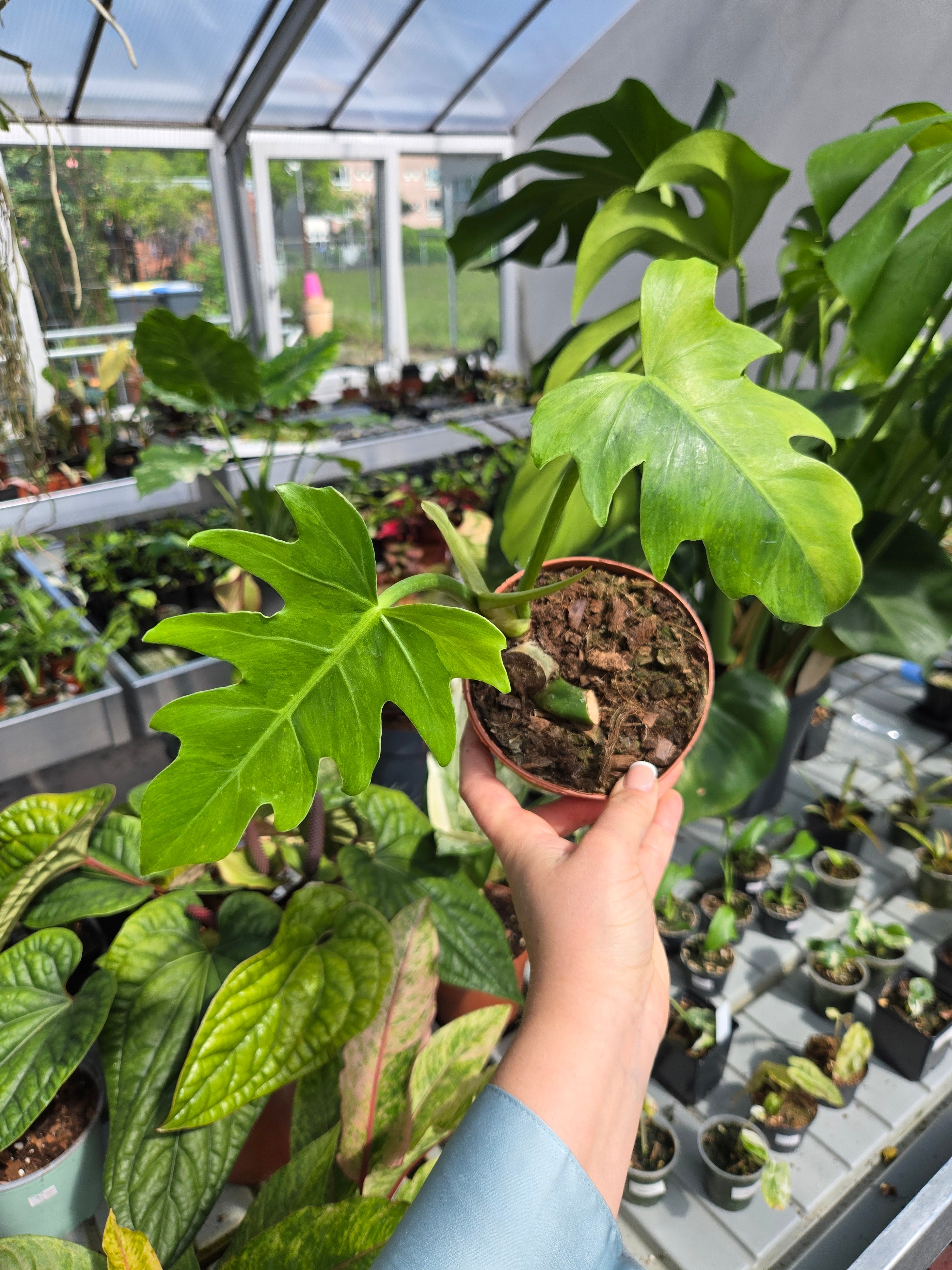Philodendron Radiatum Variegata