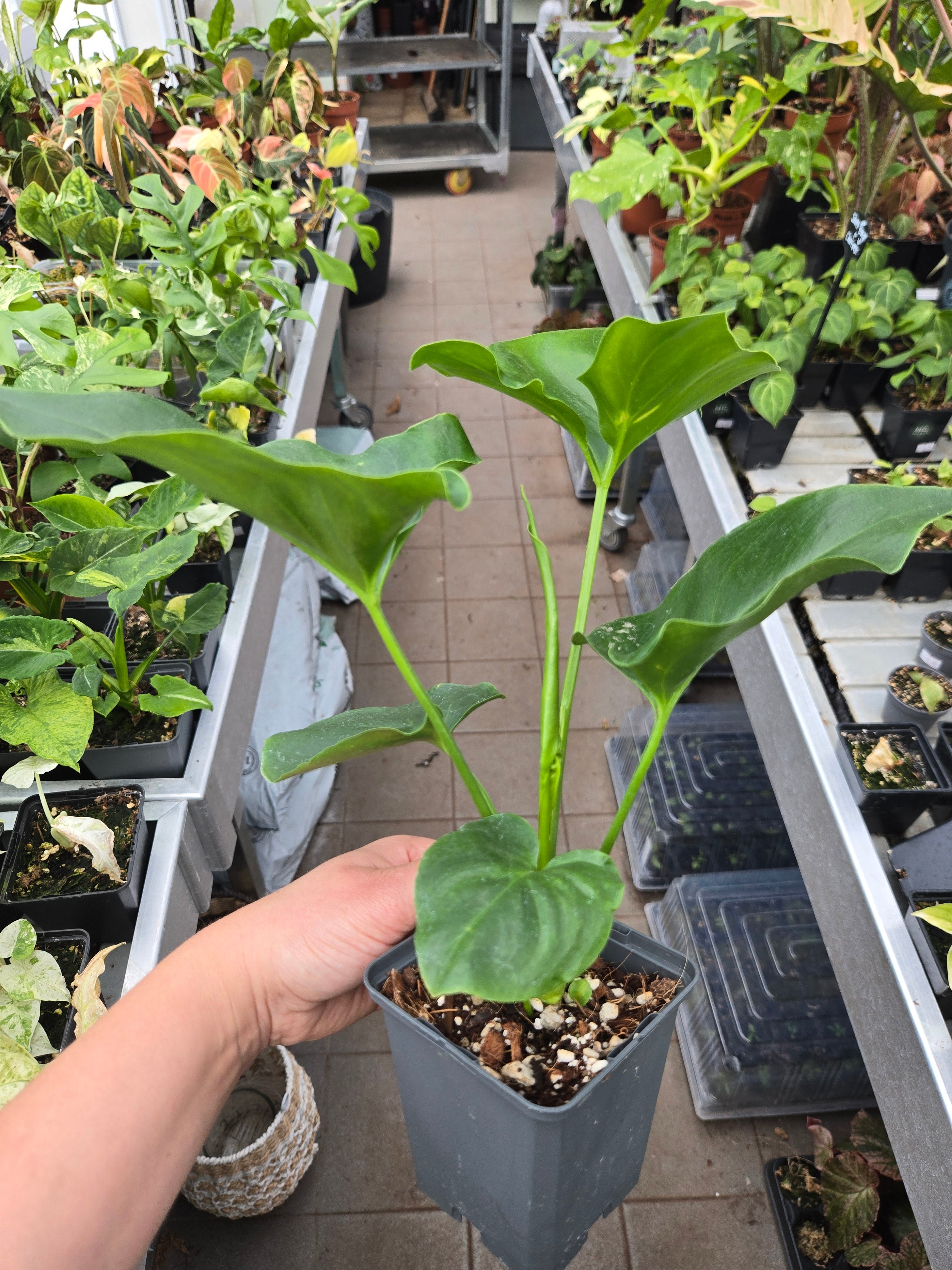 Philodendron African Fantasy