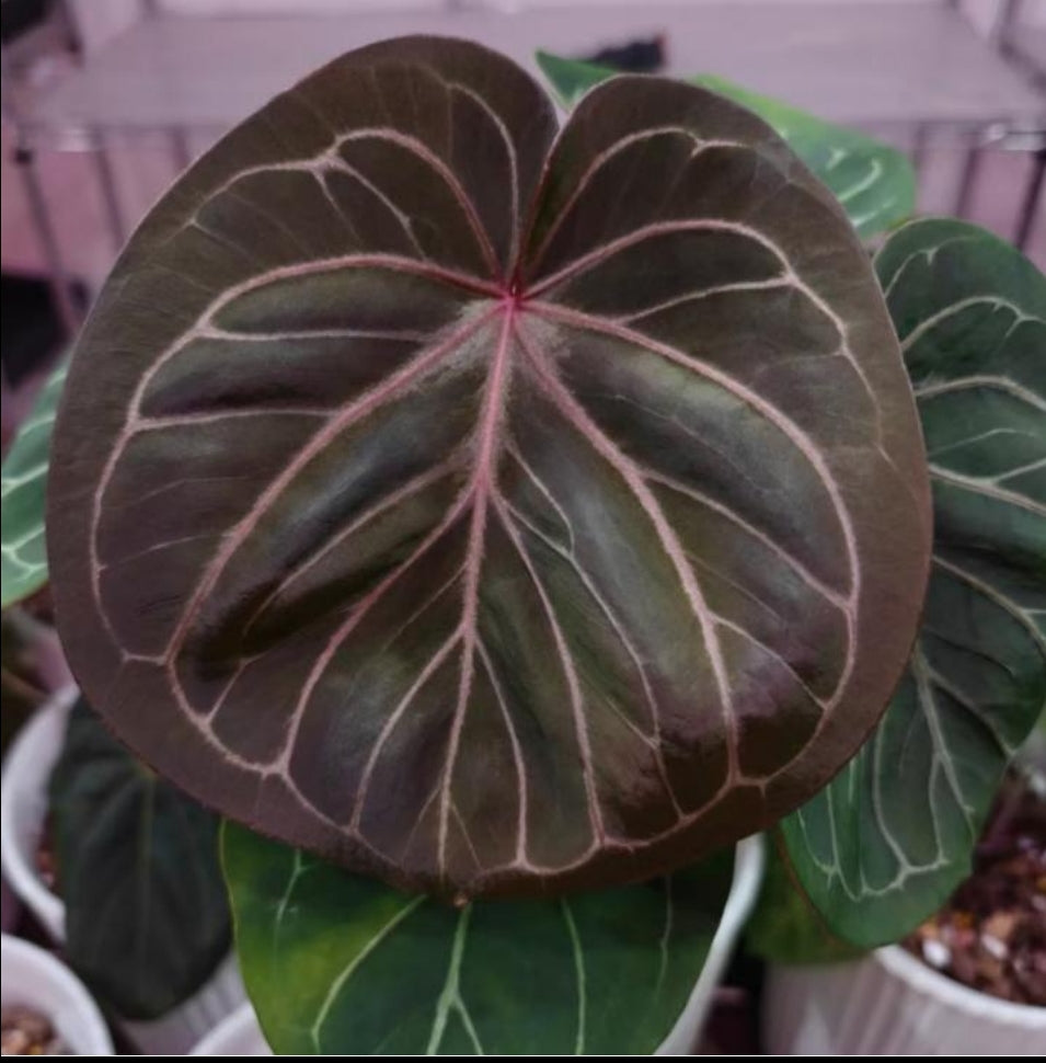 Anthurium King Of Spades KOS - TC